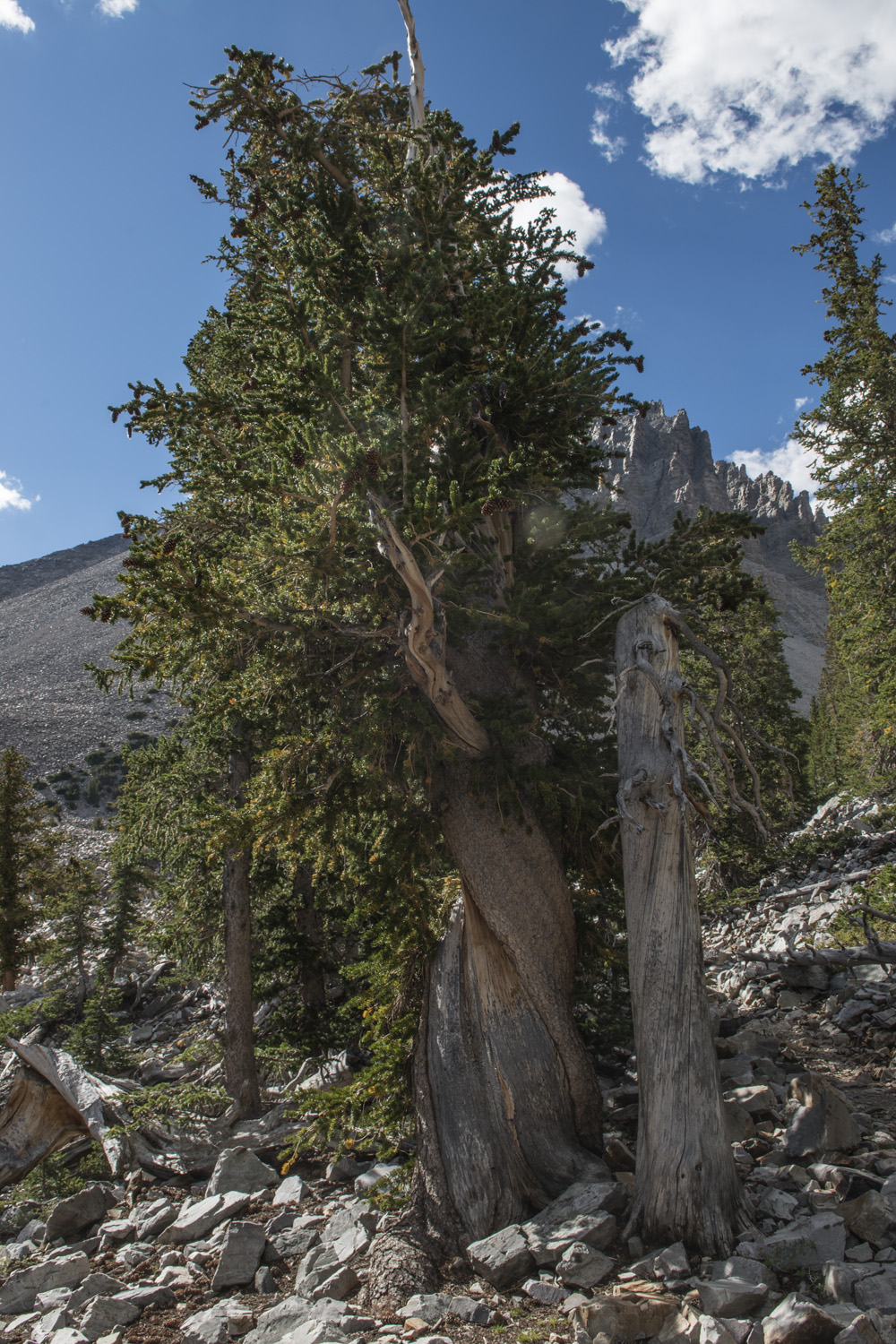 Bristlecone Pine