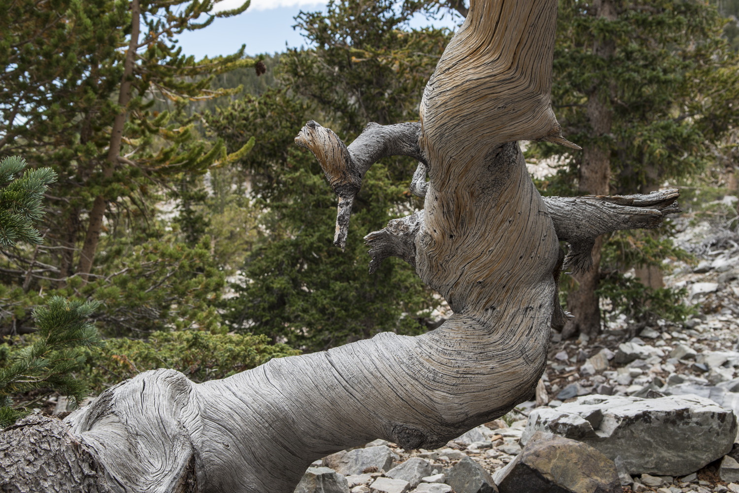 Bristlecone Pine