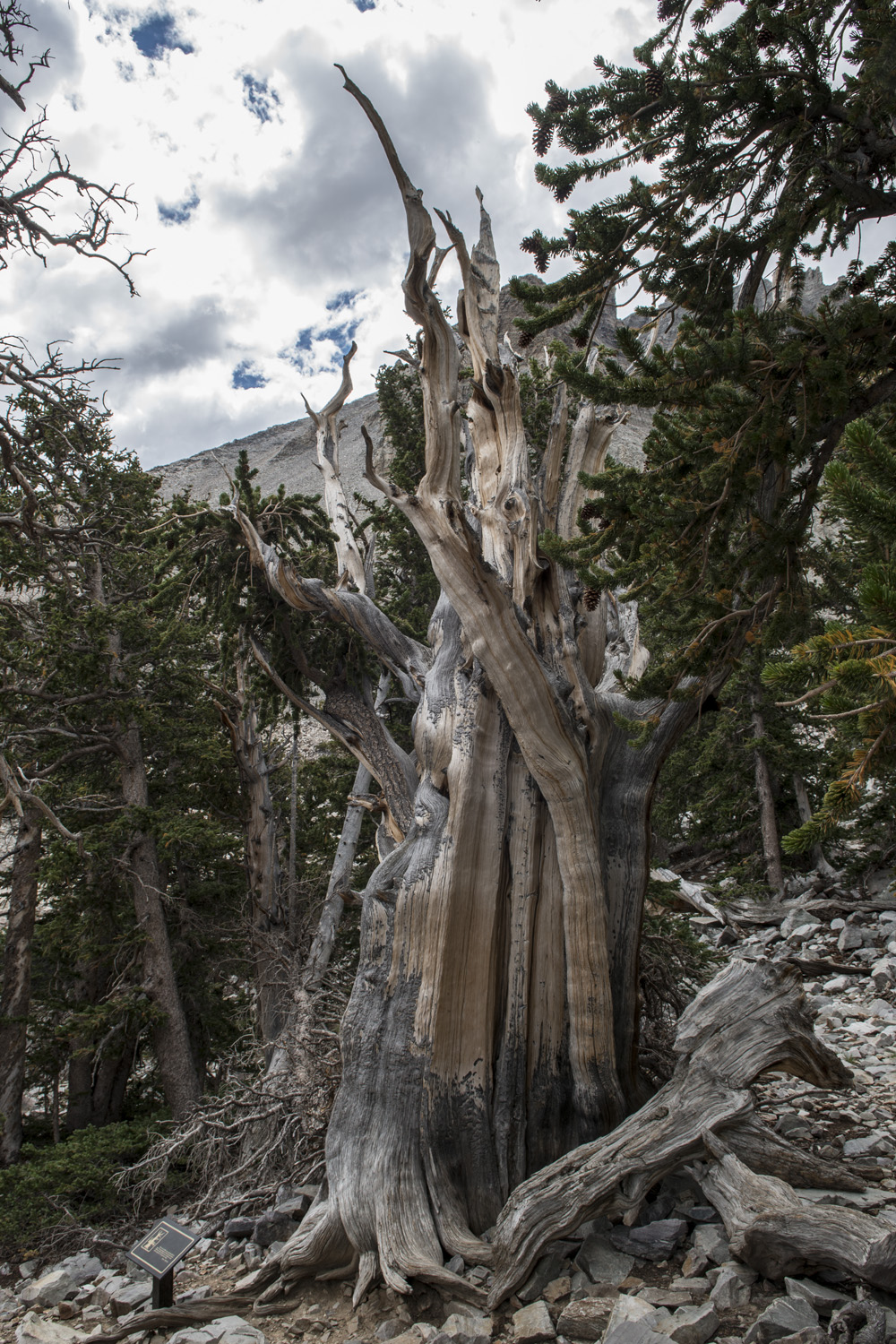 Bristlecone Pine