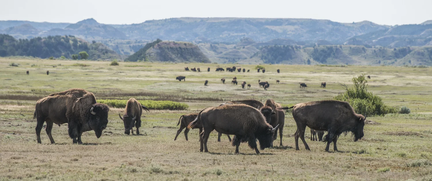 Looking back at the two bison herds on Big Plateau.