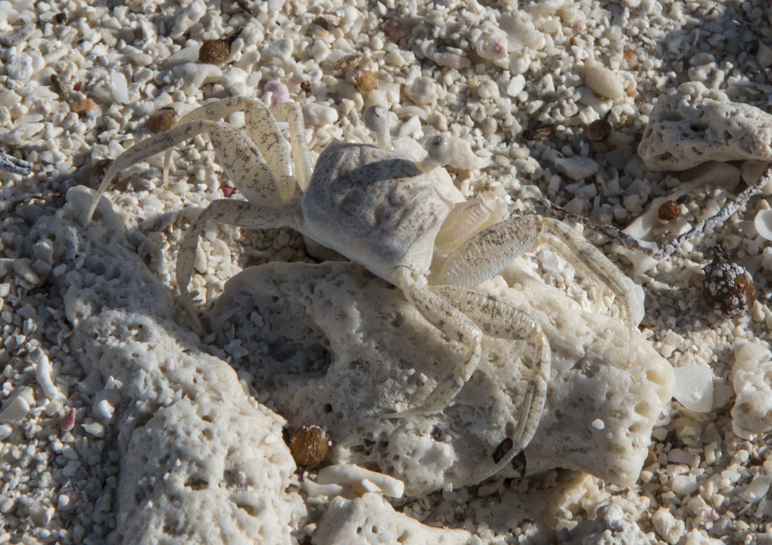 Dry_Tortugas_NP038.jpg