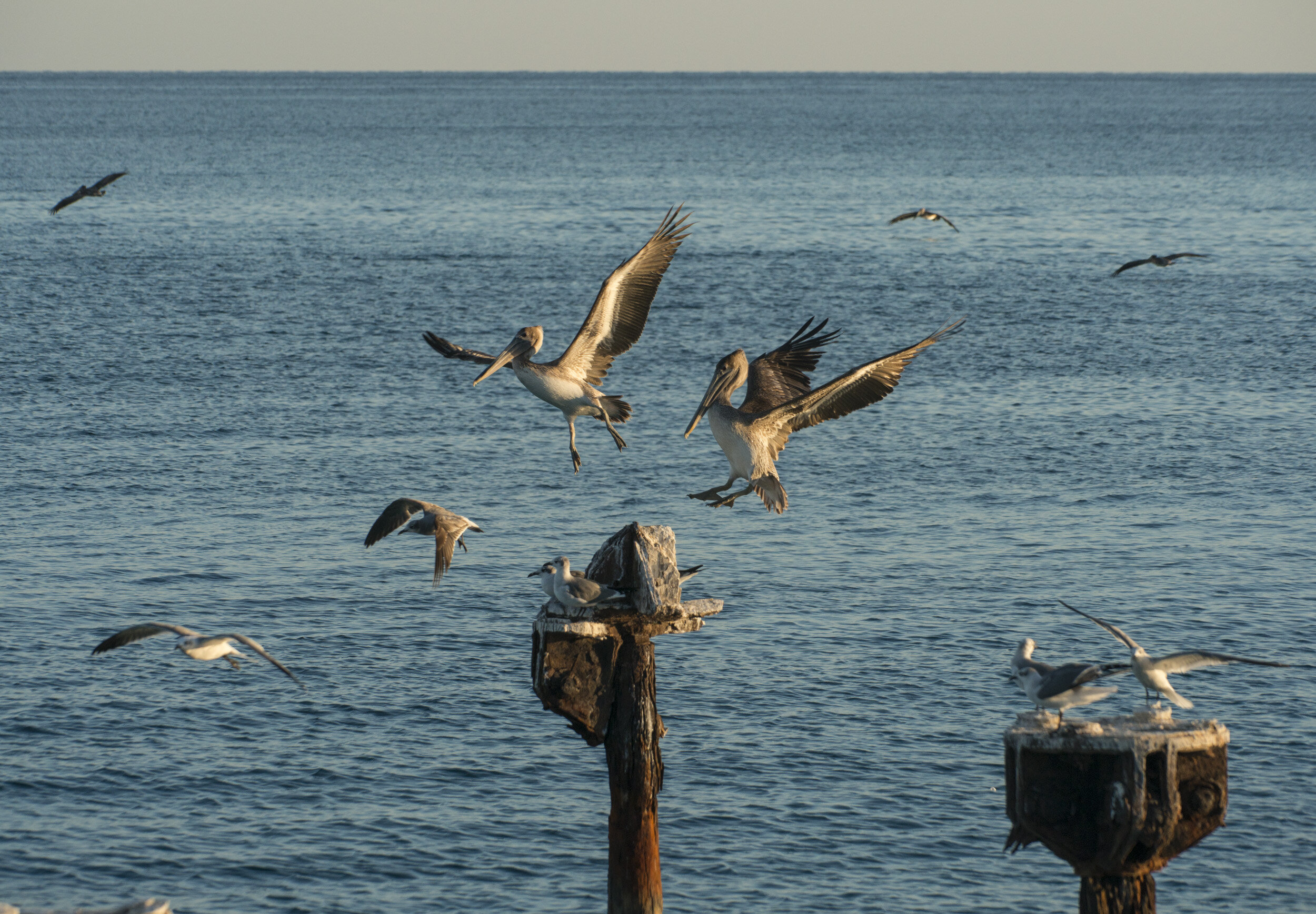 Dry_Tortugas_NP125.jpg