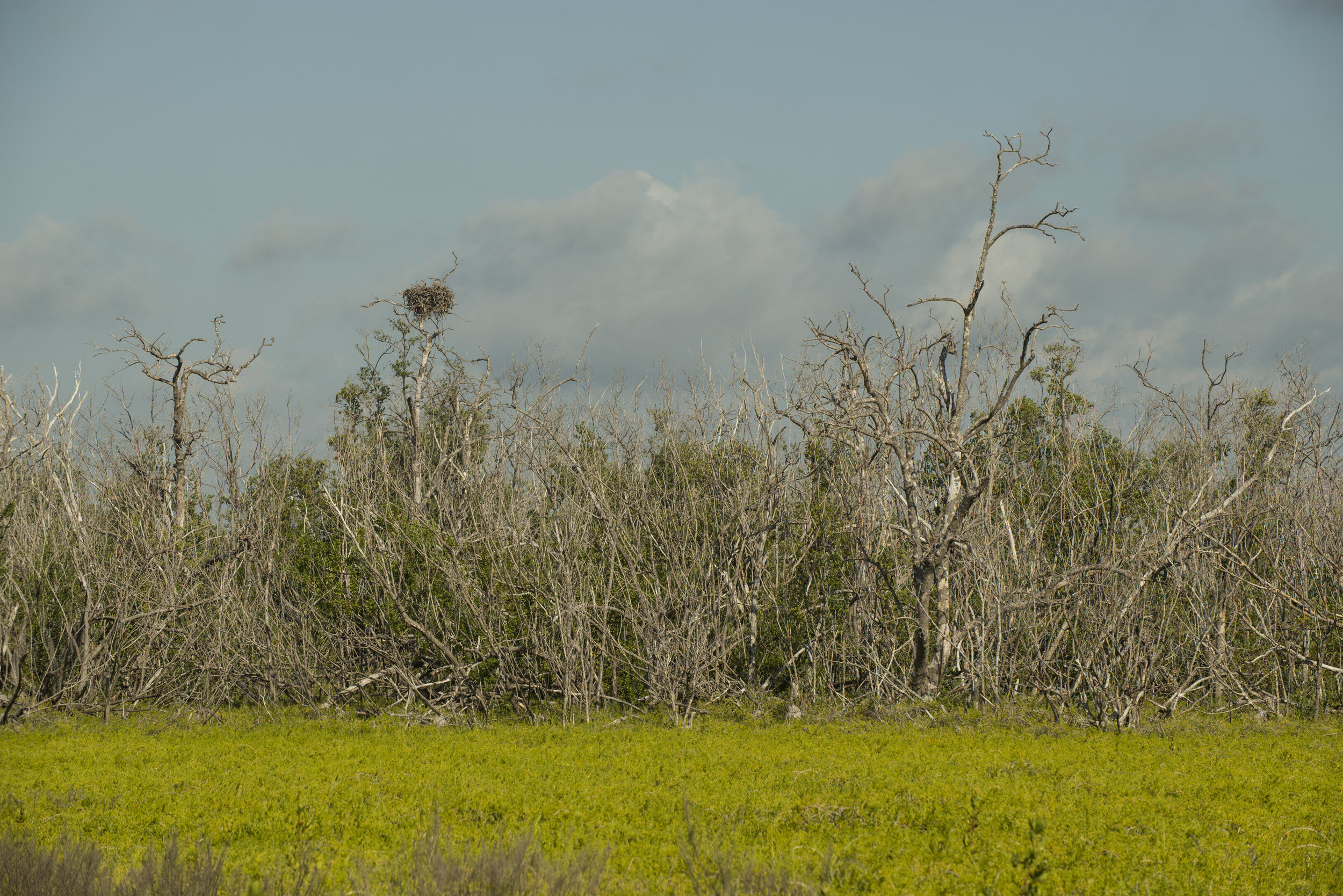 Everglades_NP_013.jpg