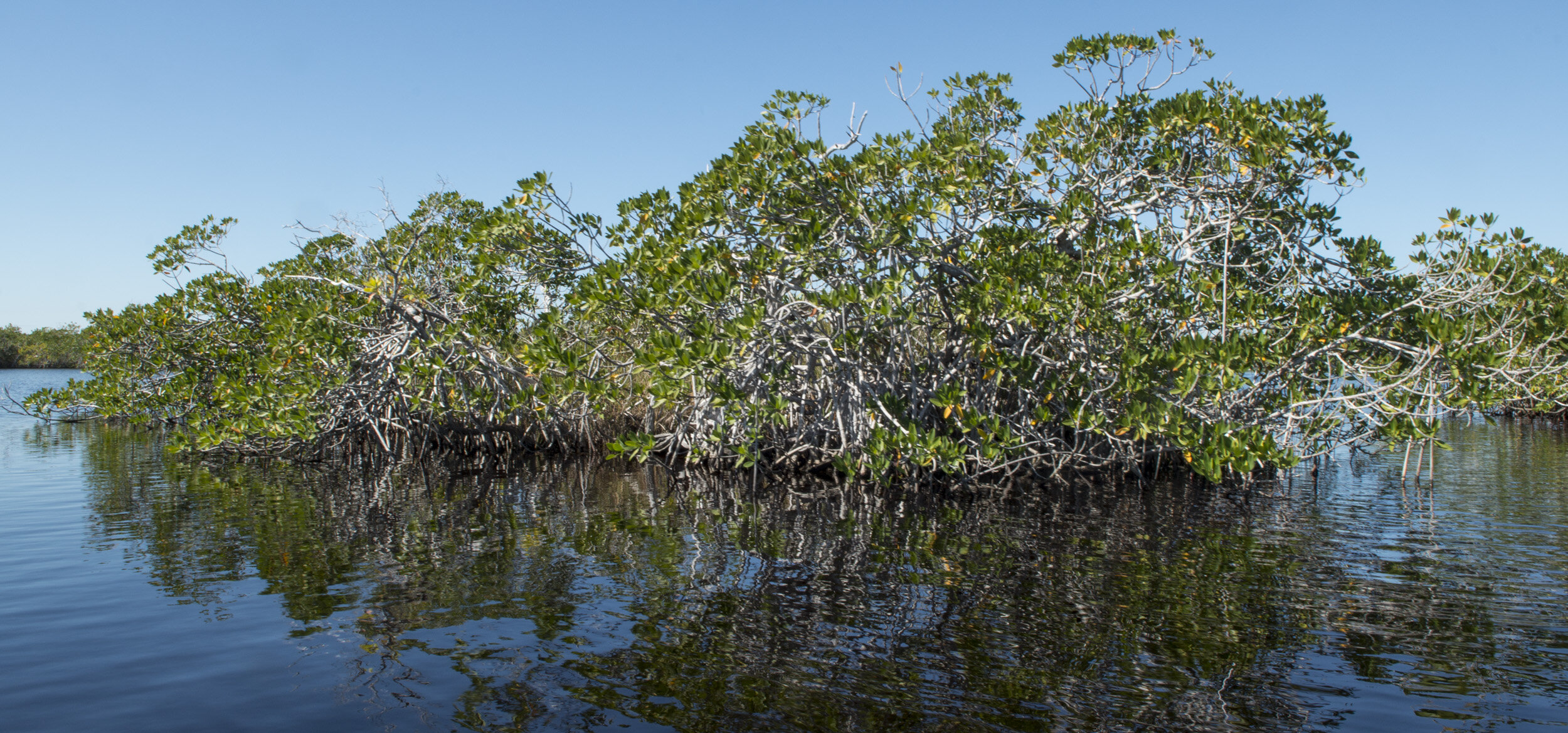 Everglades_NP_035.jpg