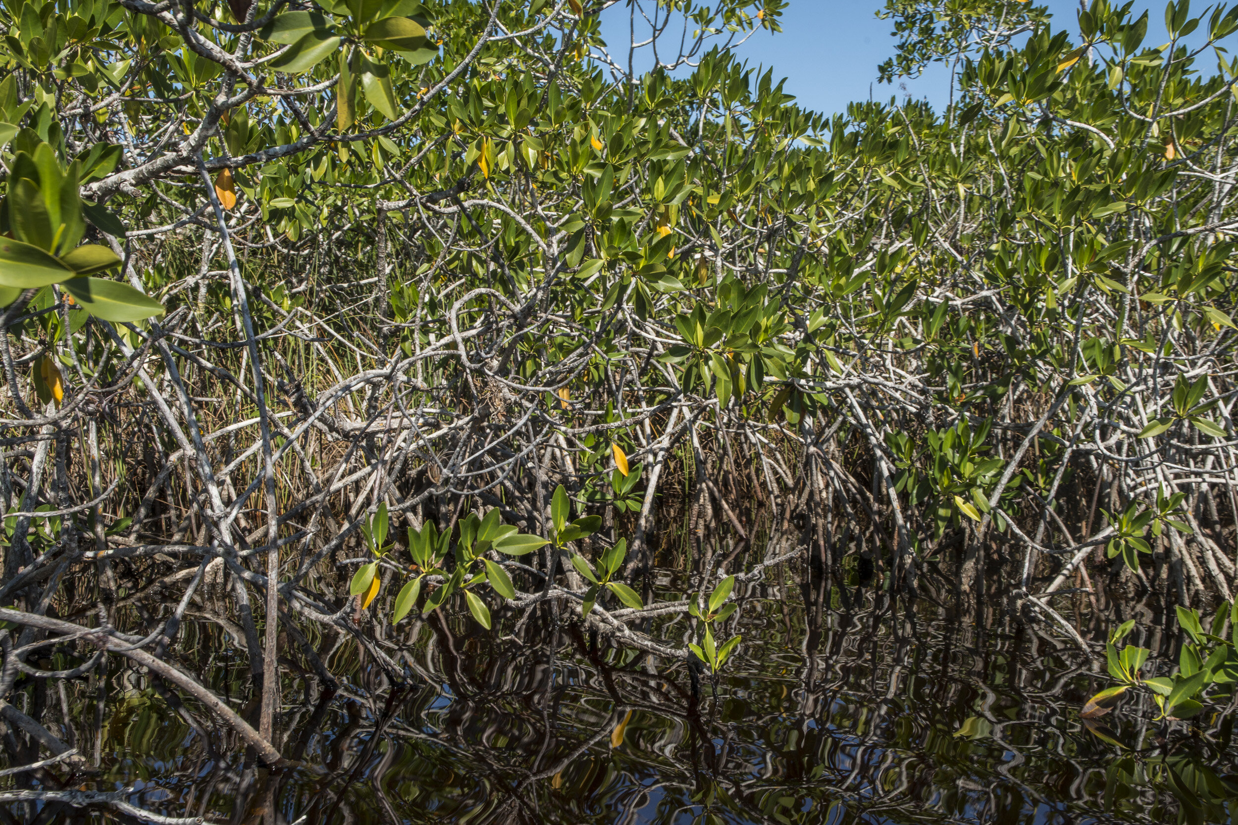 Everglades_NP_034.jpg