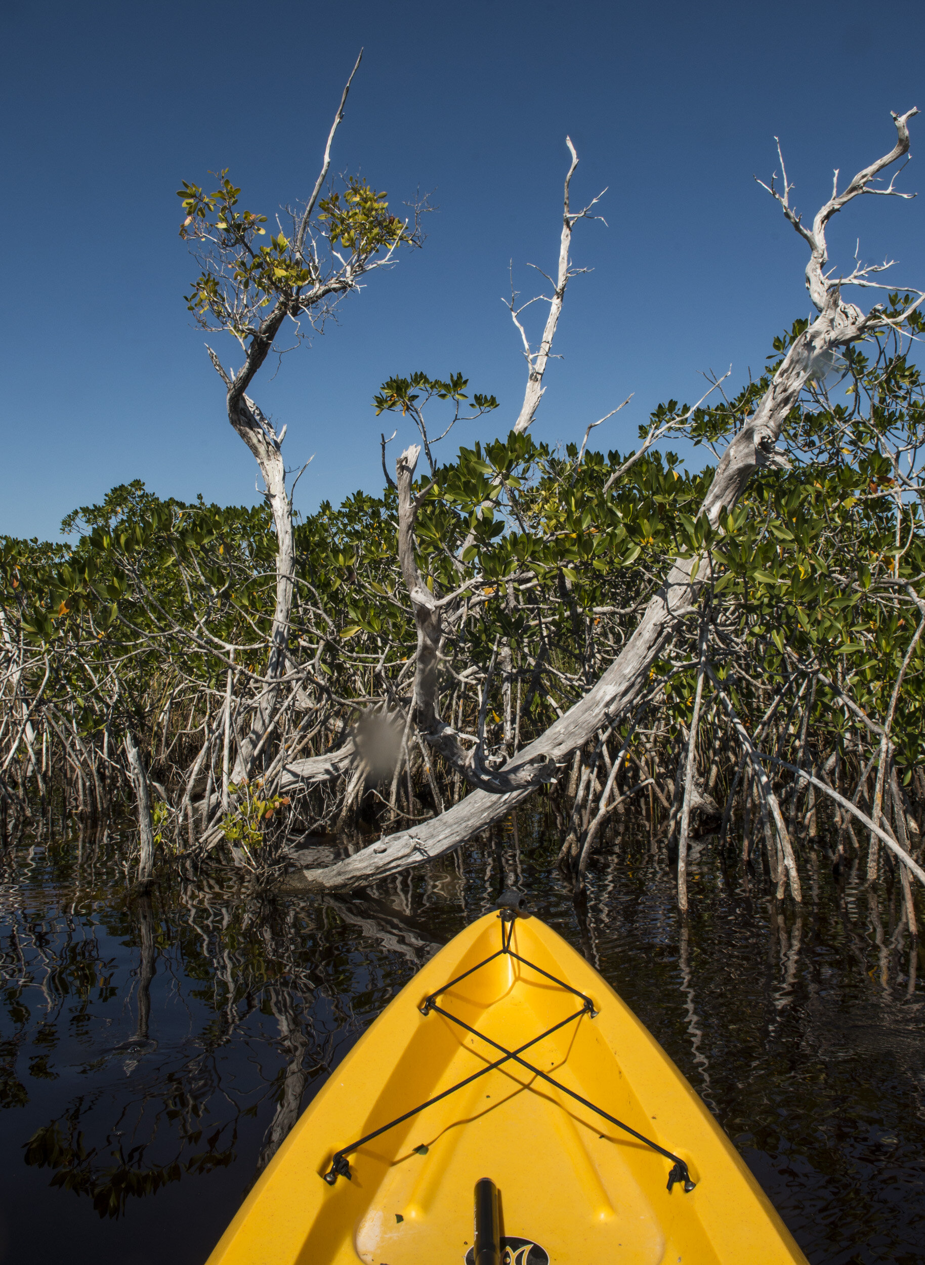 Everglades_NP_038.jpg