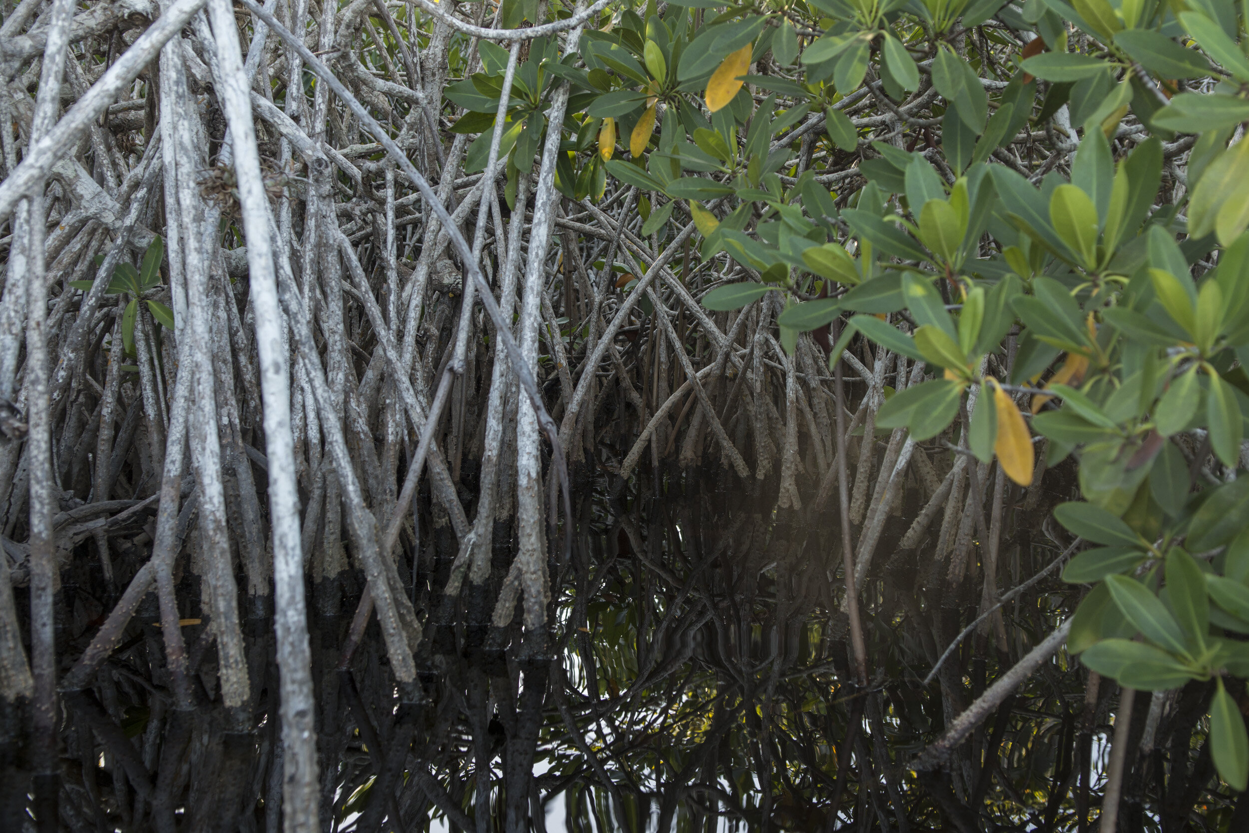 Everglades_NP_042.jpg