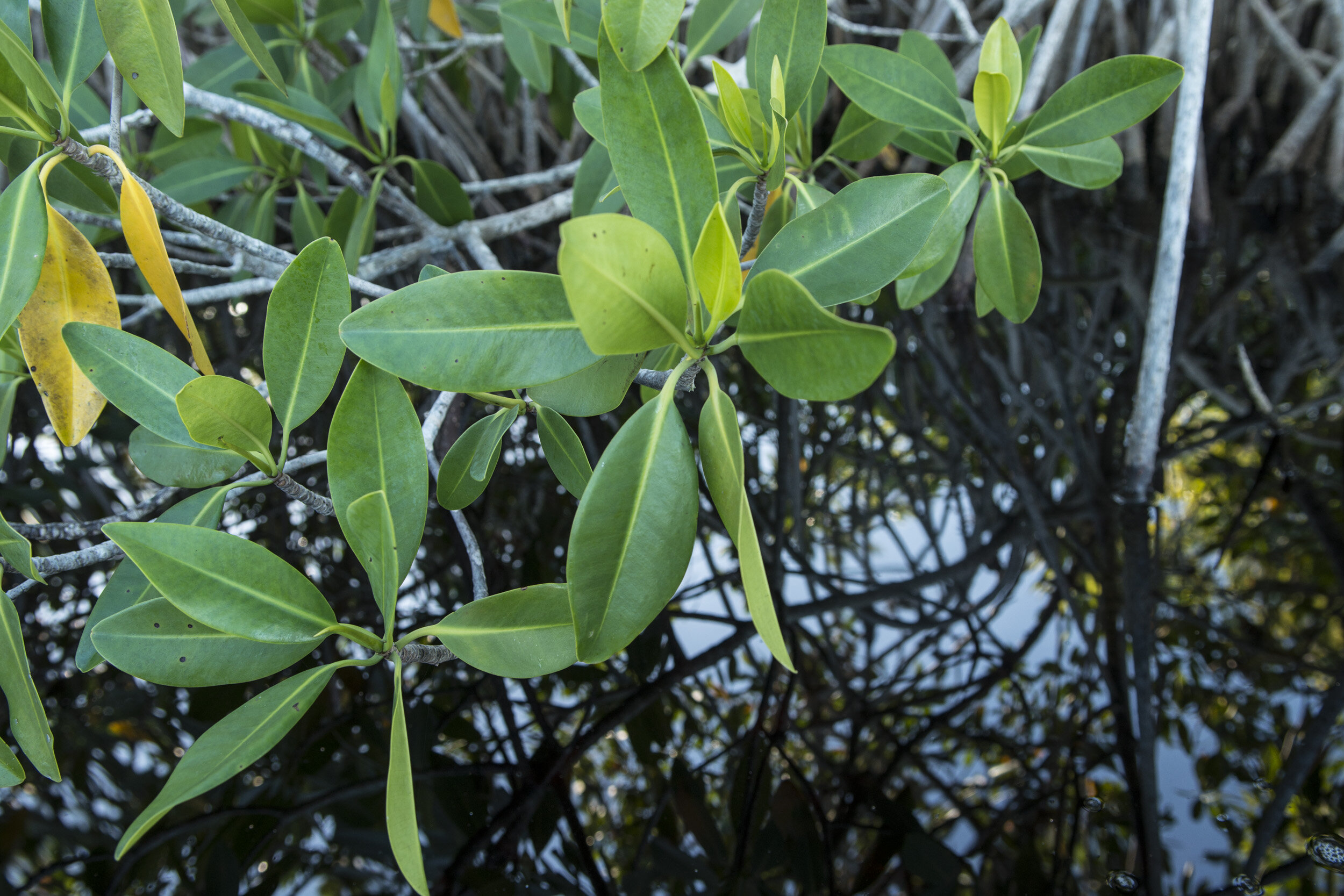 Everglades_NP_043.jpg