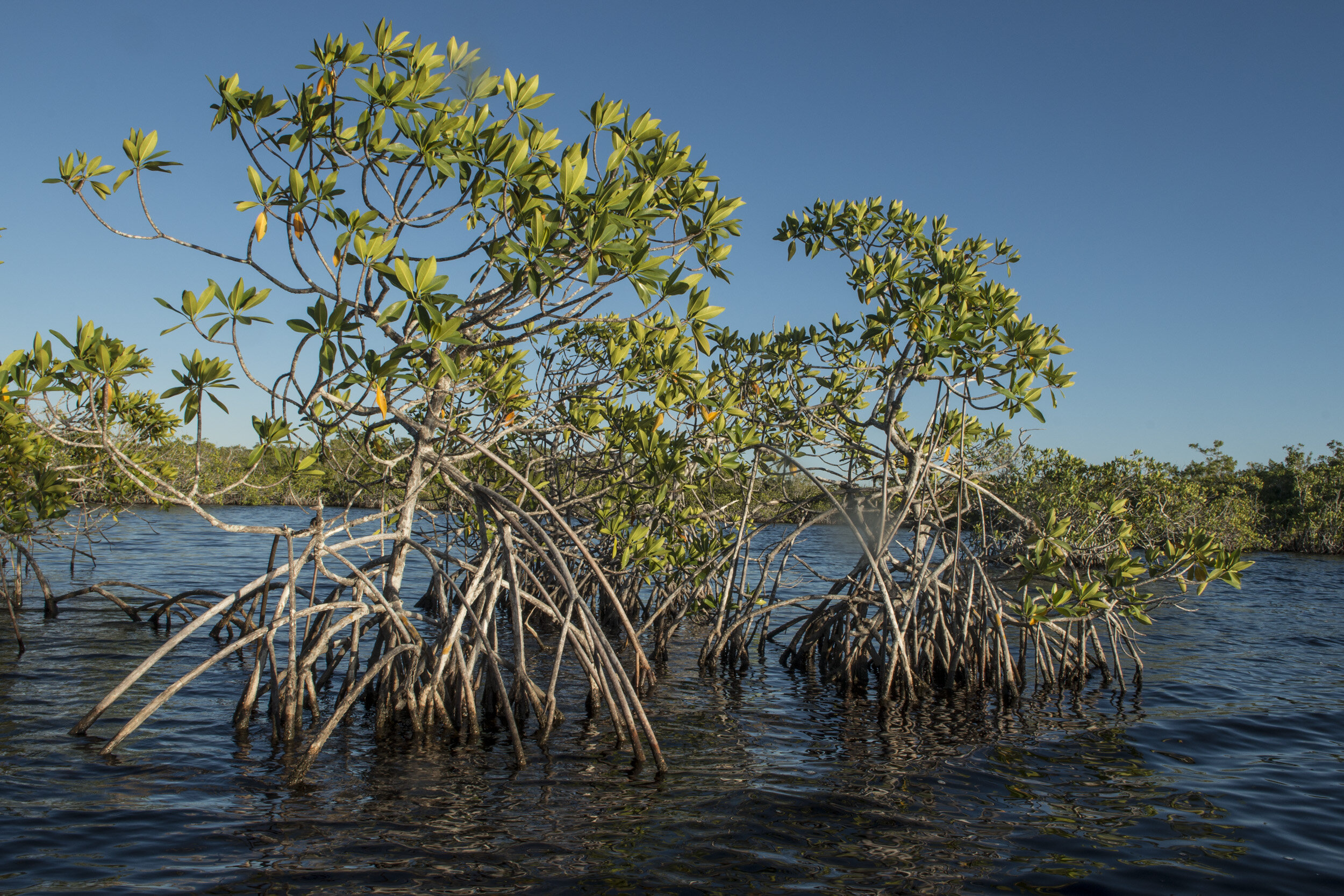Everglades_NP_045.jpg