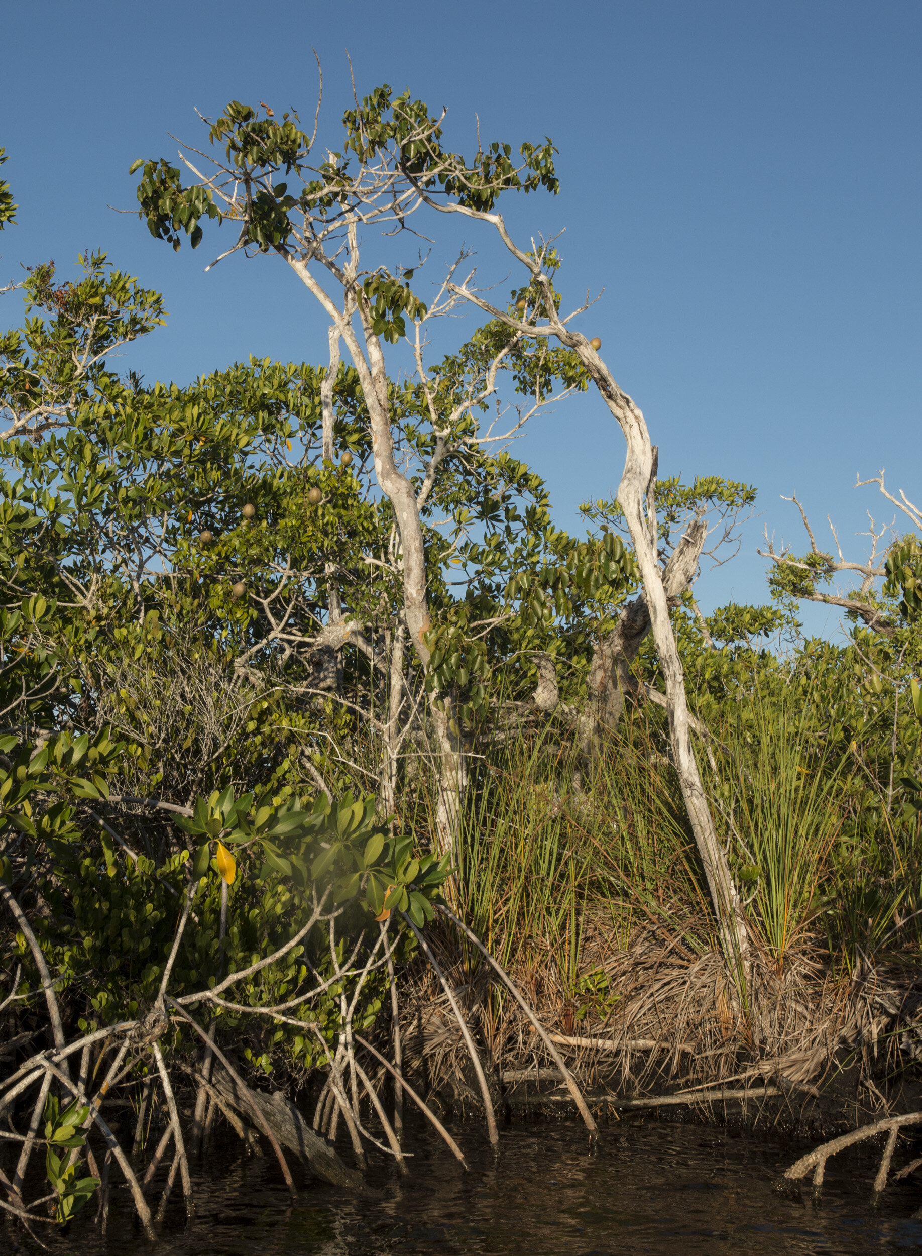 Everglades_NP_046.jpg