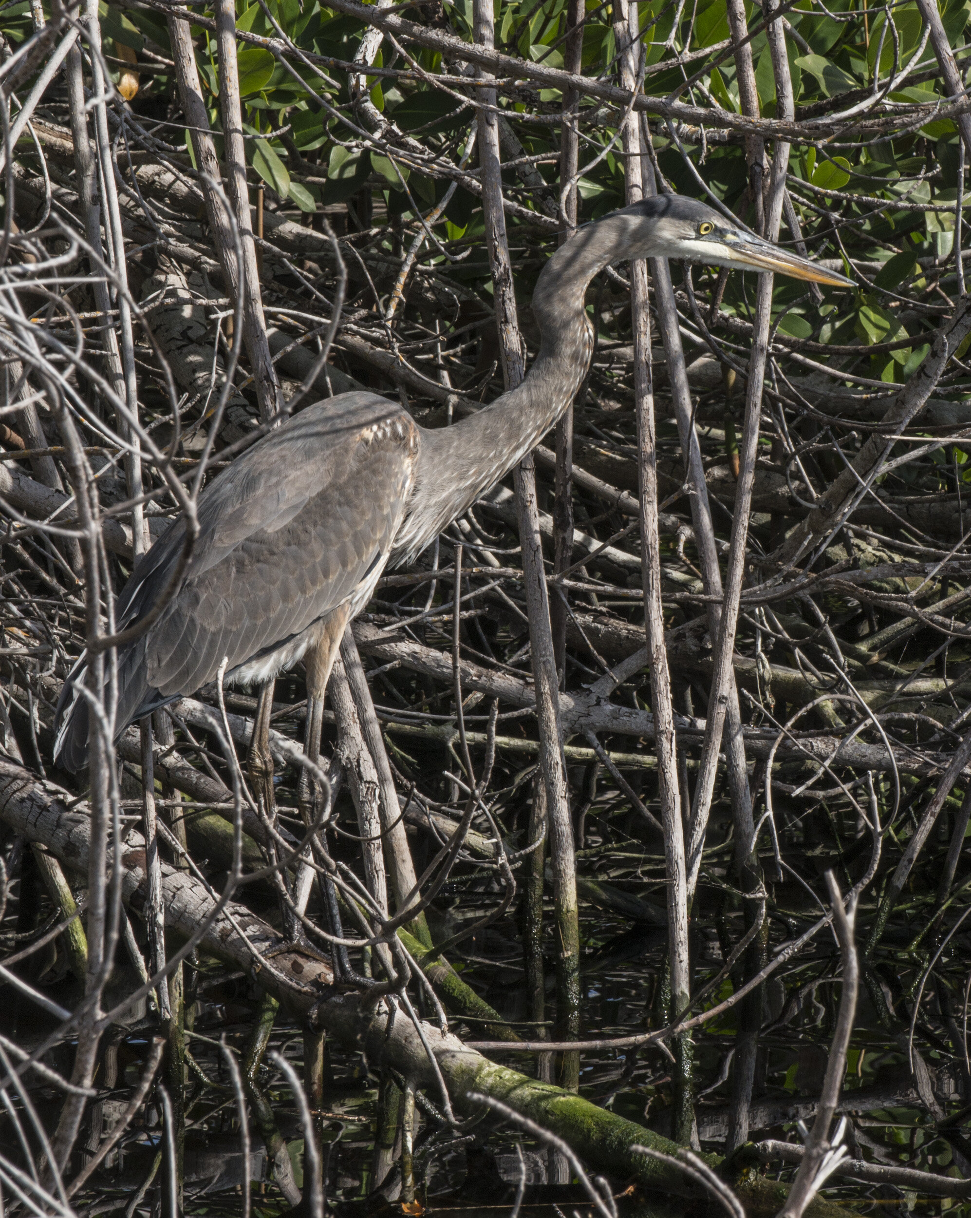 Everglades_NP_068.jpg