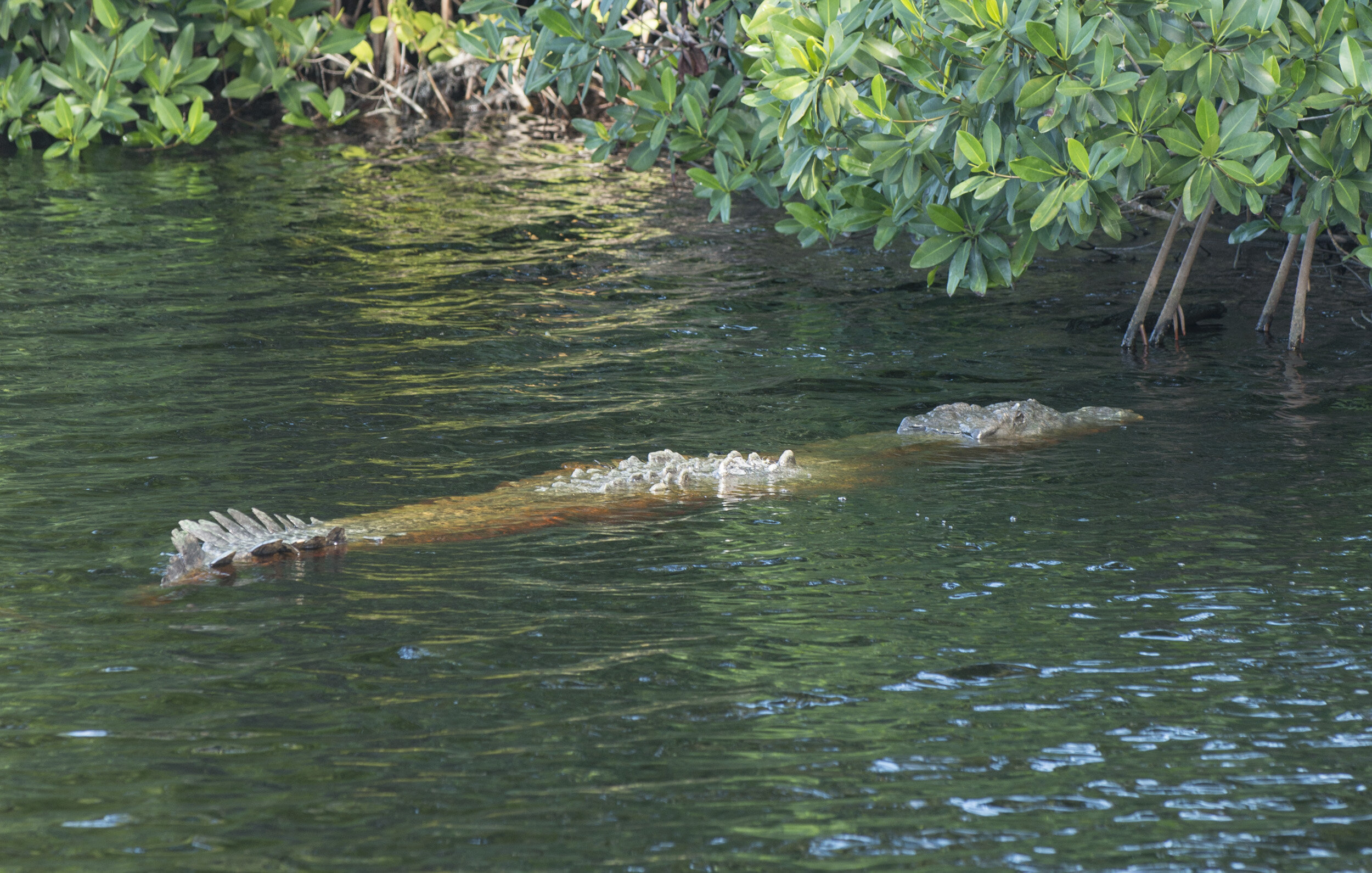 Everglades_NP_081.jpg