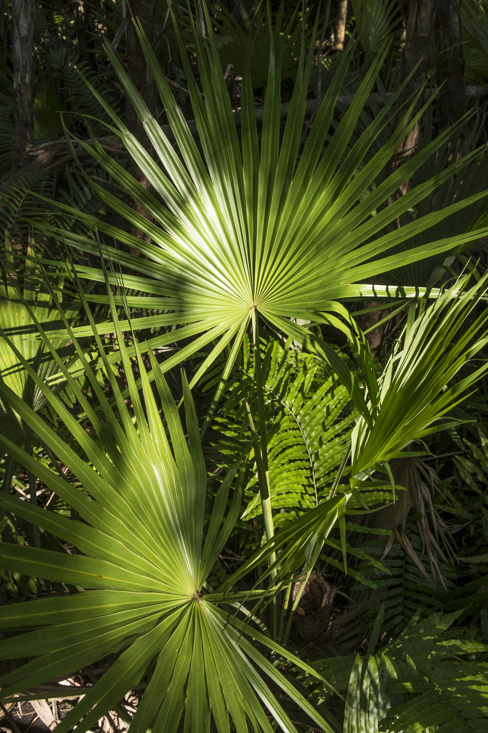 Everglades_NP_094.jpg