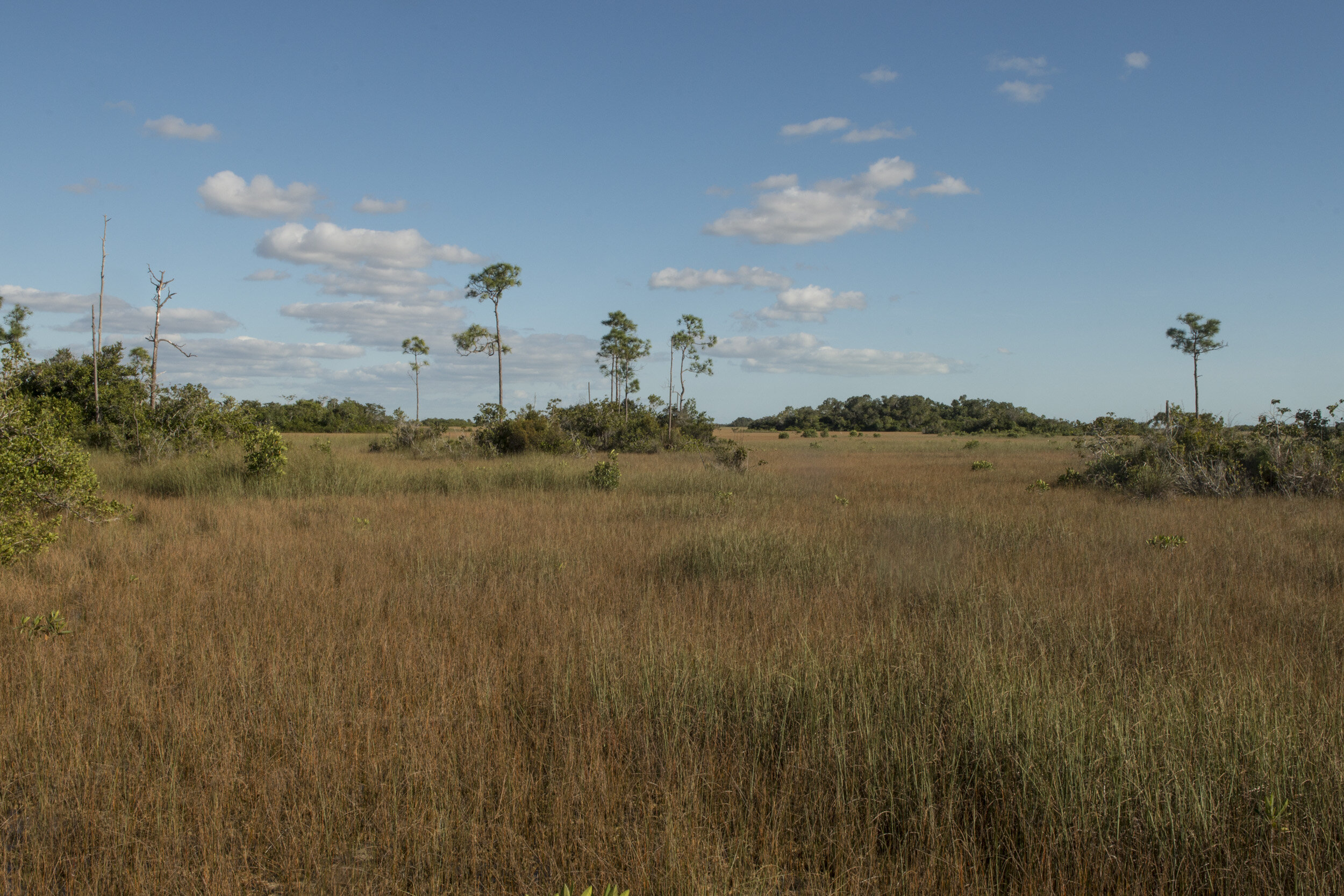 Everglades_NP_100.jpg