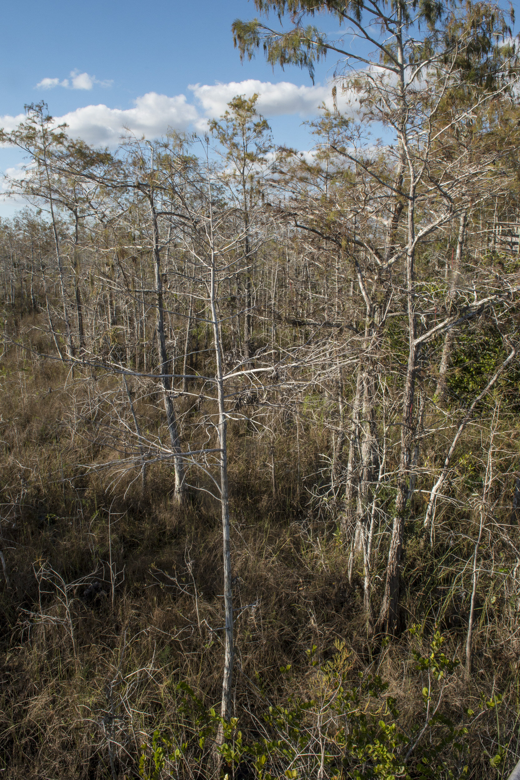 Everglades_NP_102.jpg