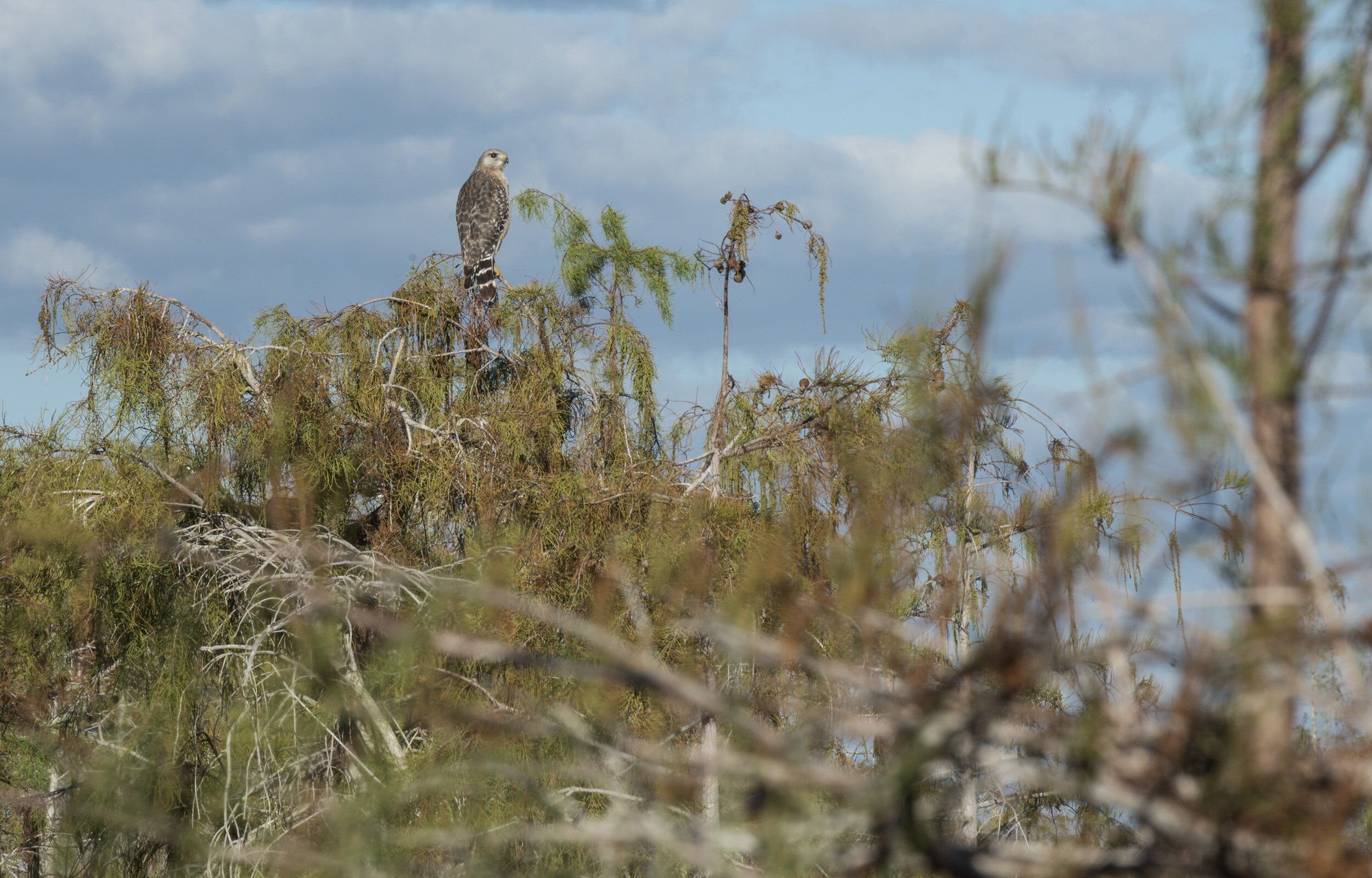 Everglades_NP_110.jpg