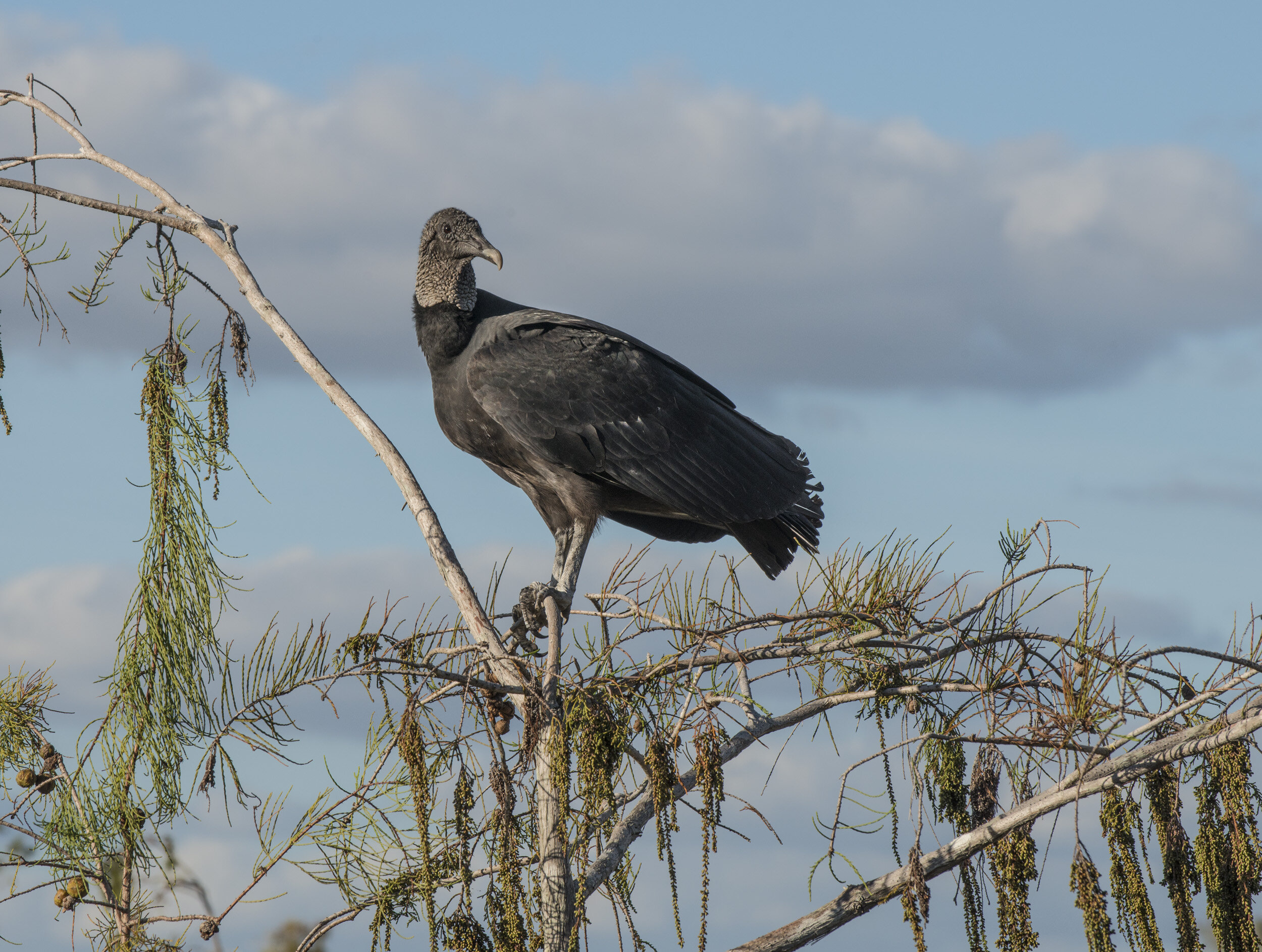 Everglades_NP_111.jpg