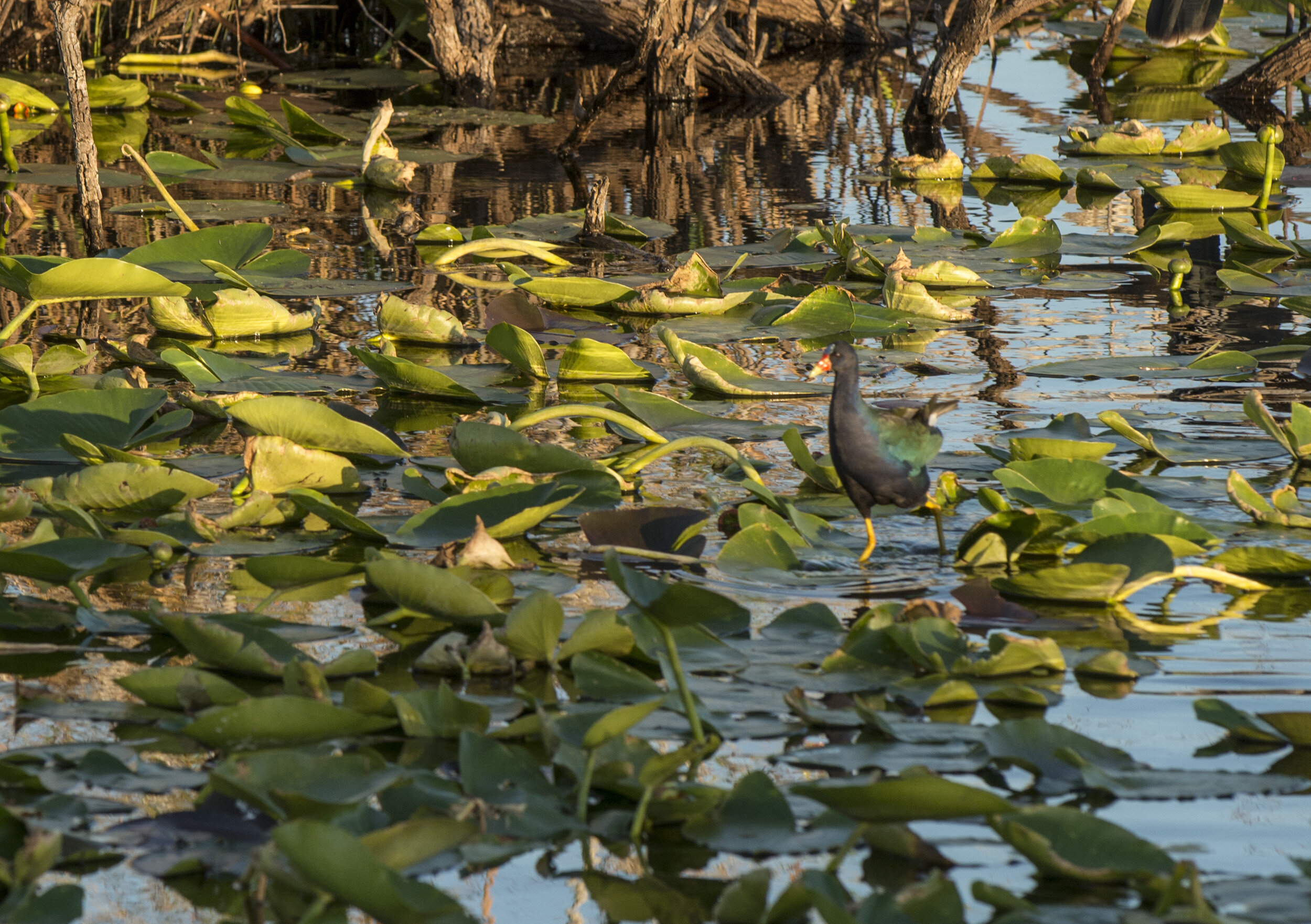 Everglades_NP_122.jpg