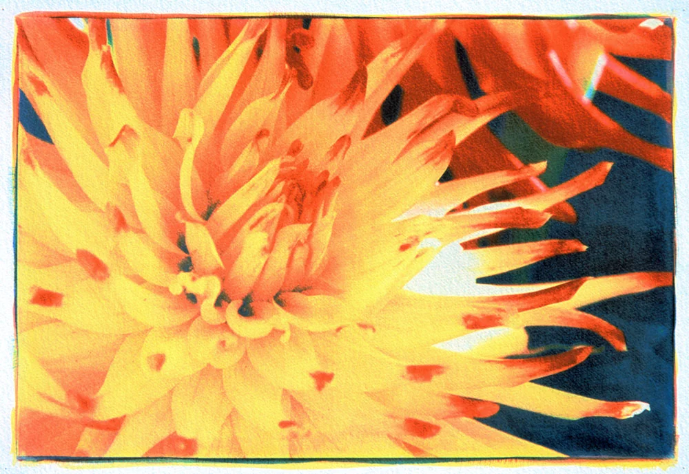 Dahlia