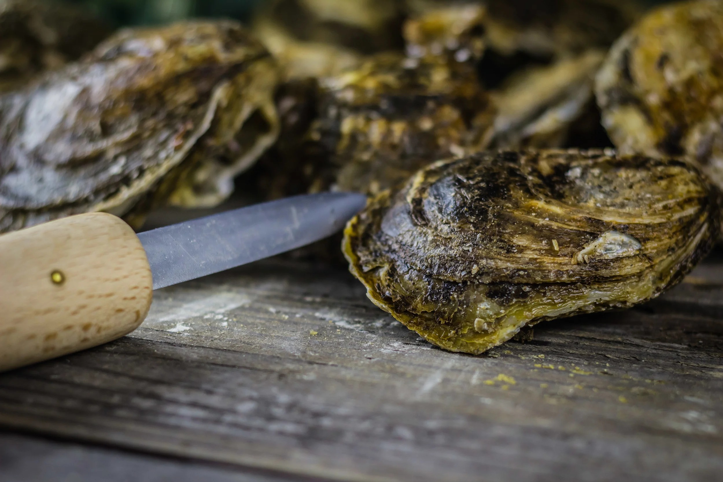 1-14 Oyster-1-2.JPG