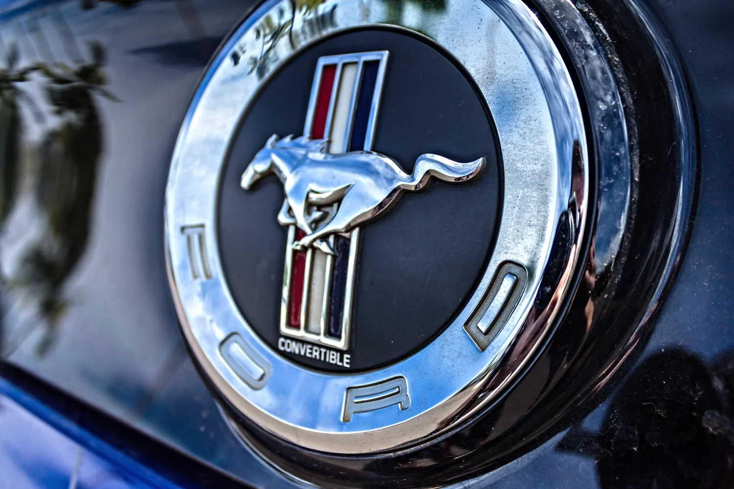 Mustang-1.JPG