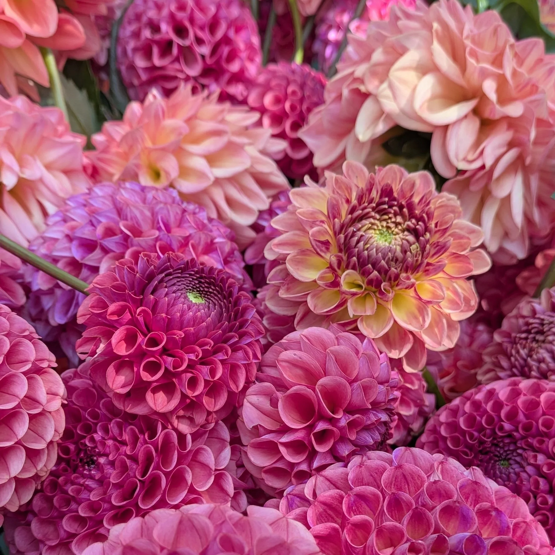 Farm-Grown Flower Delivery