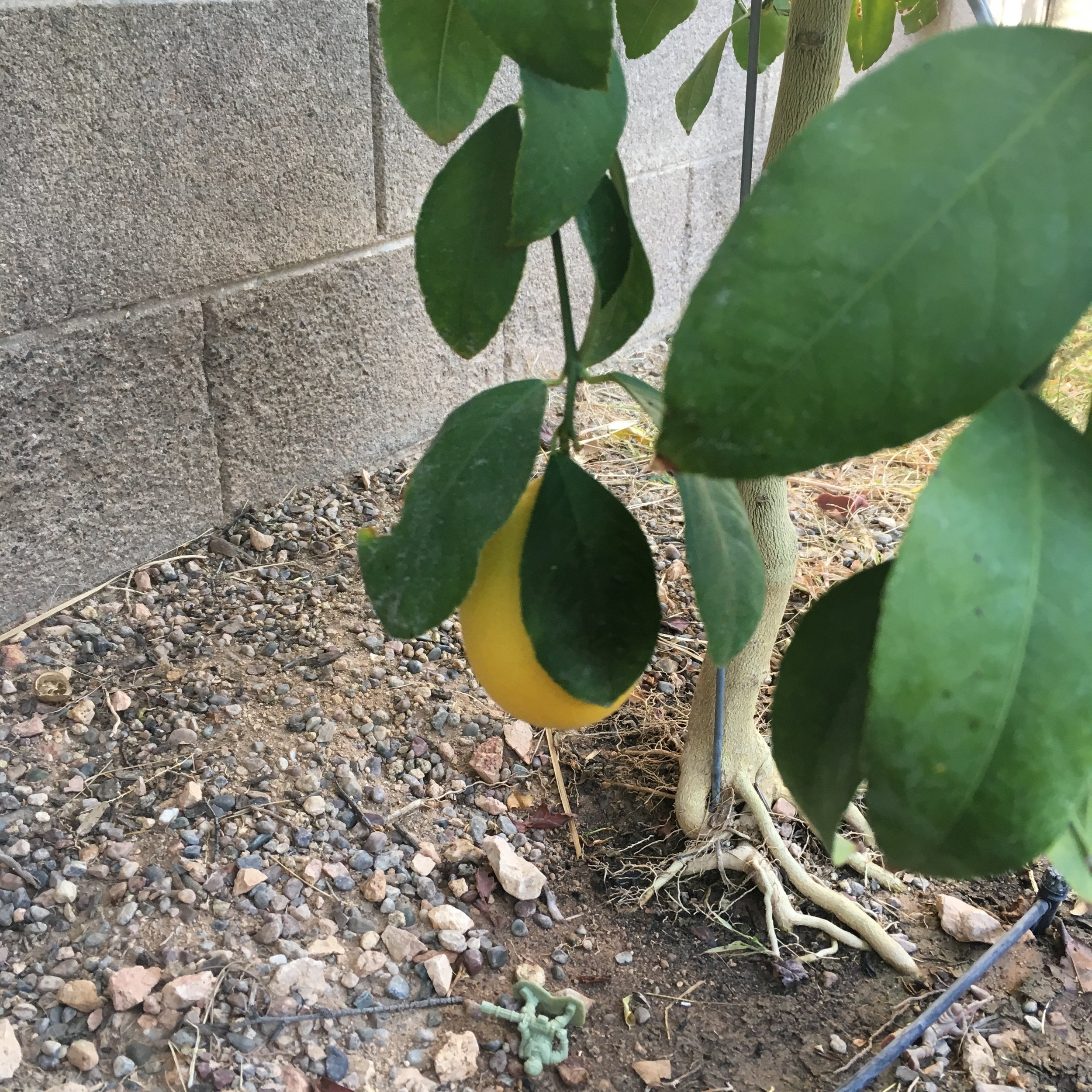 Lemon