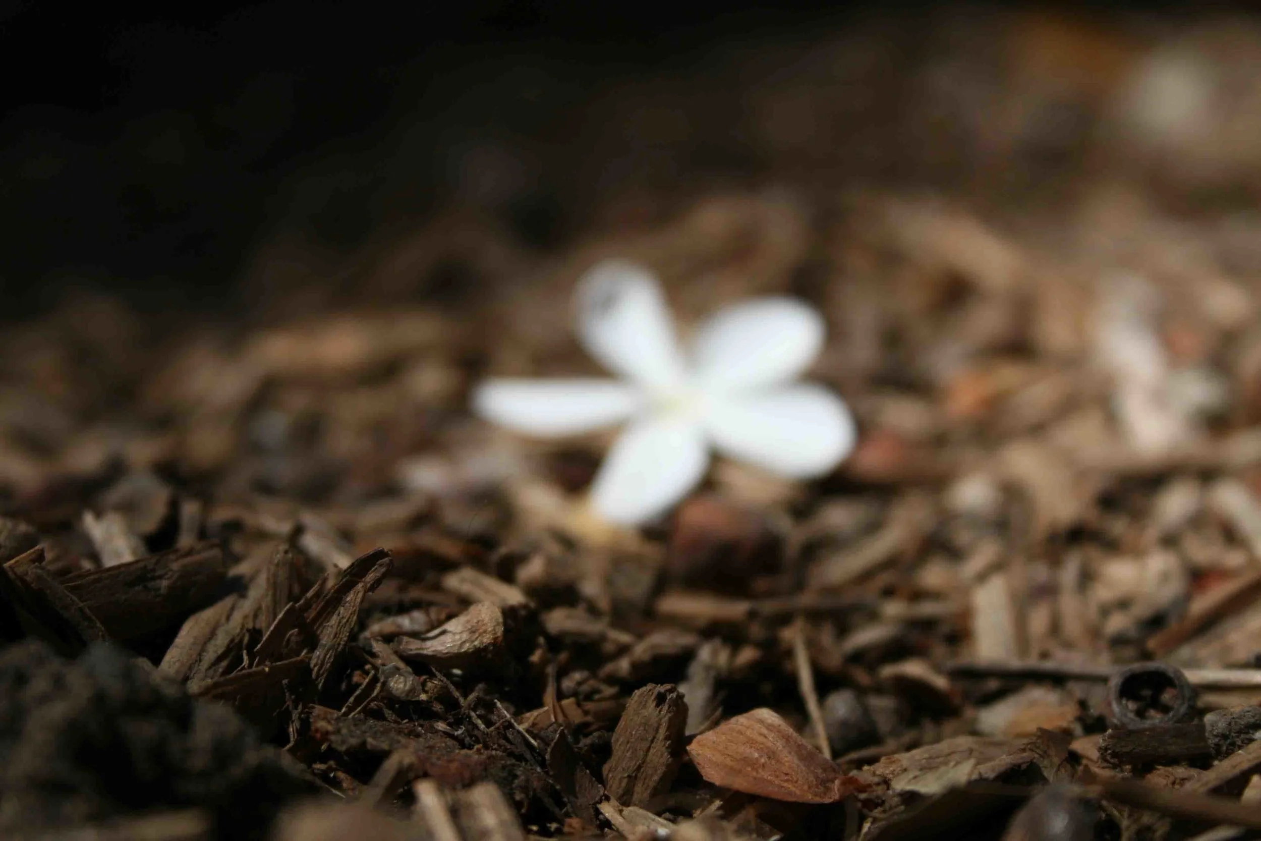 HiddenBeauty copy.jpg