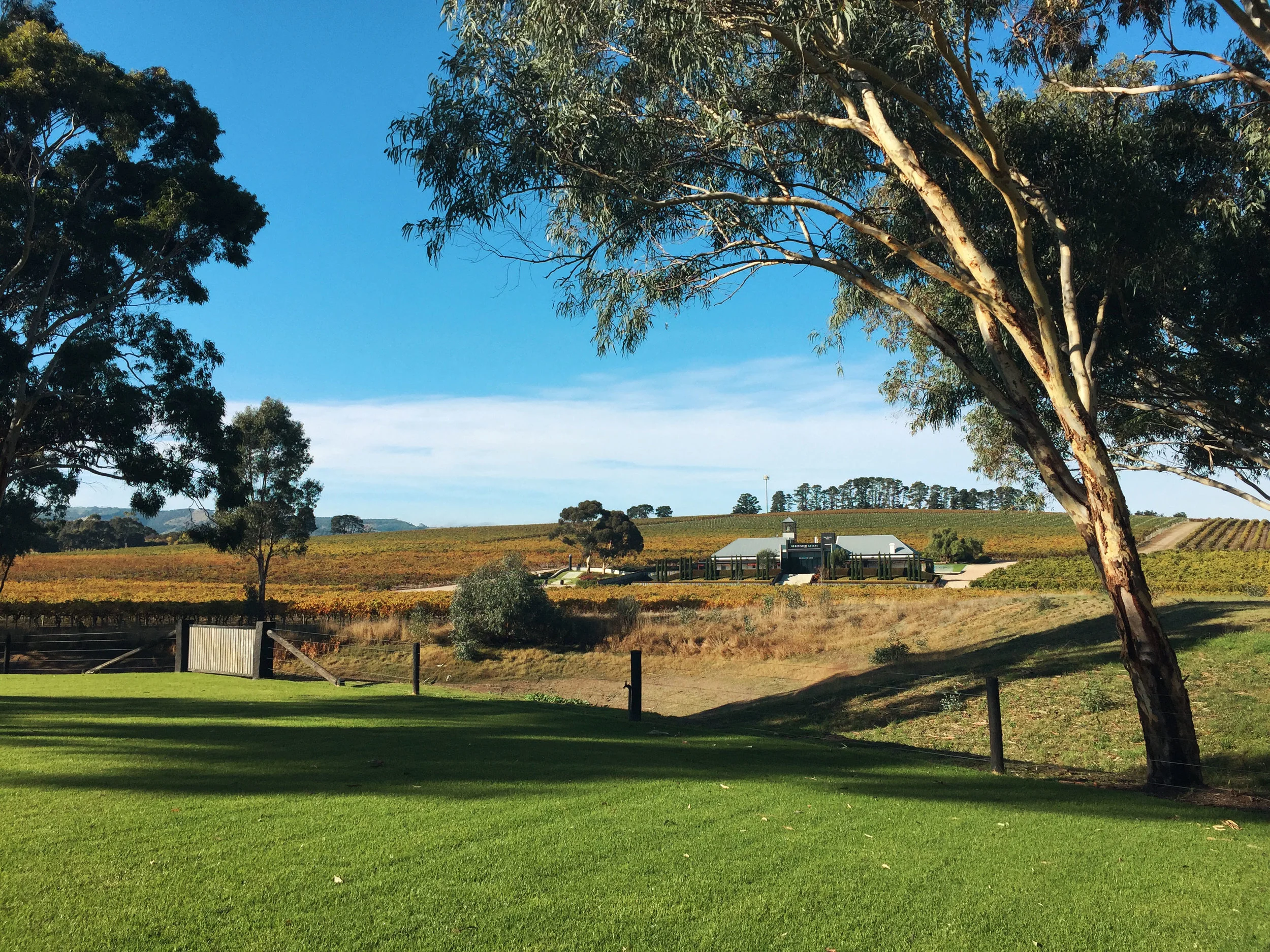 Vowsinavineyard_BeresfordWinery_Noskam.jpg