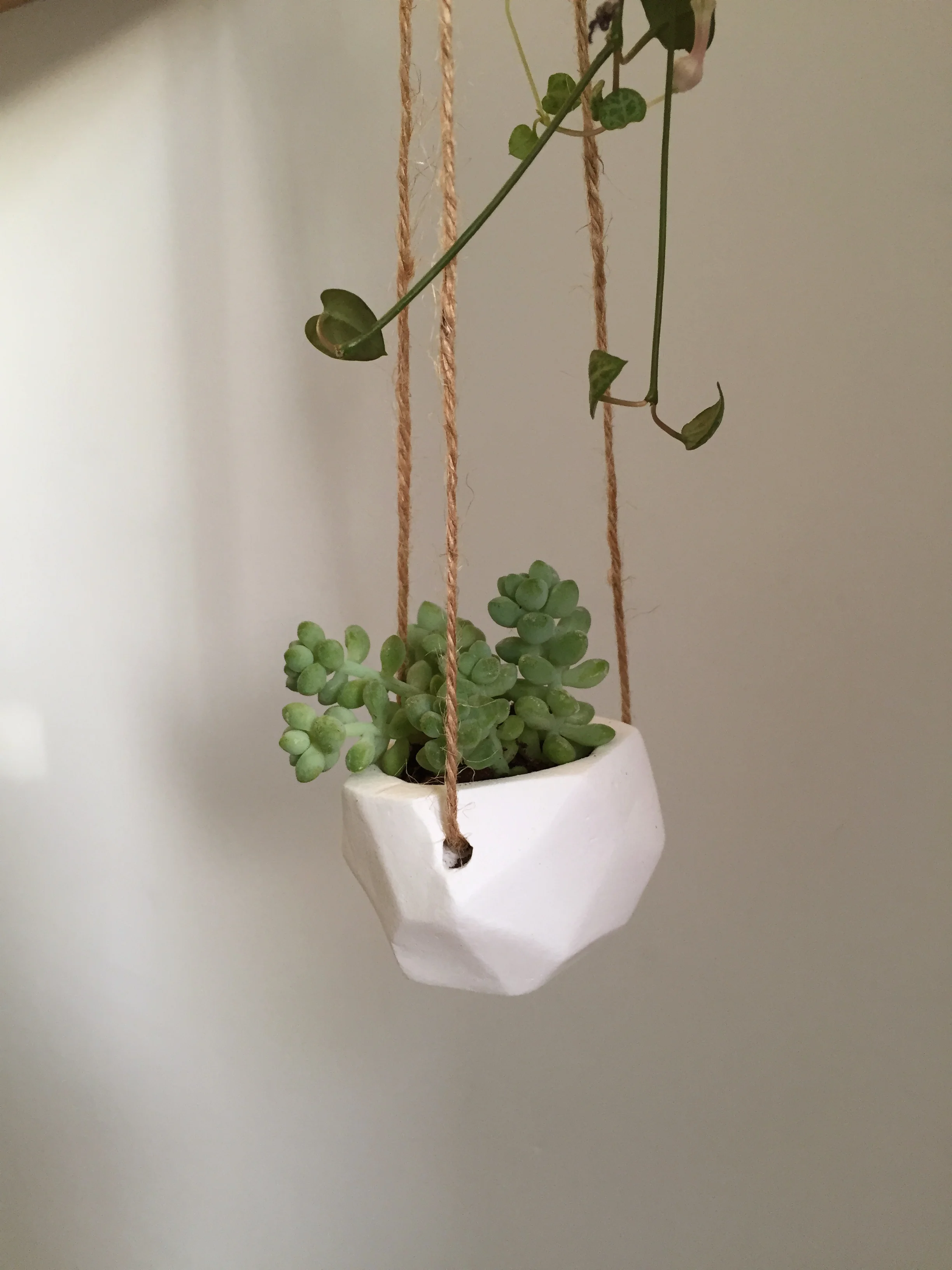 Boutures &amp; Compagnies