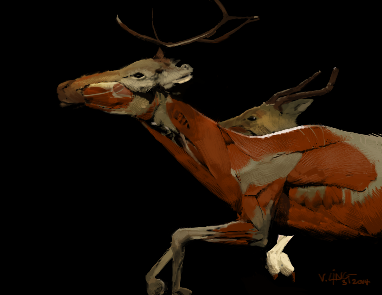 deer.png