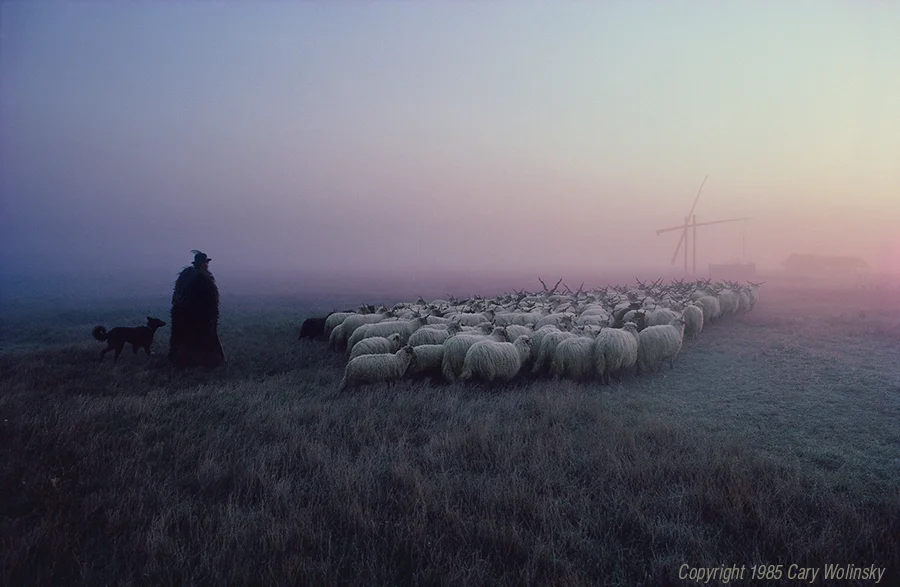 Racka Flock