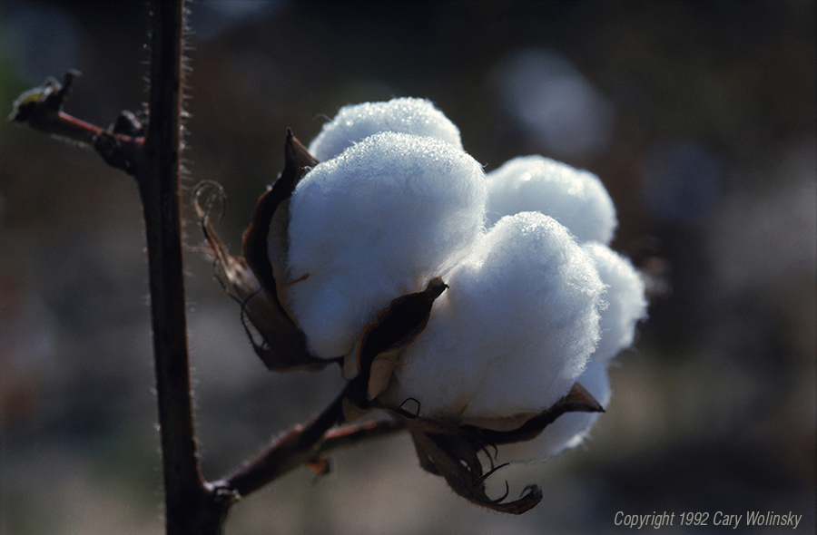 A cotton boll