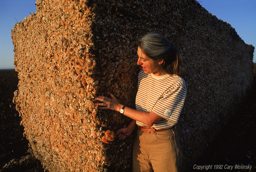Cotton breeder Sally Fox examines a module of freshly picked natural brown cotton. She is wearing a shirt and pants made from this cotton. 
