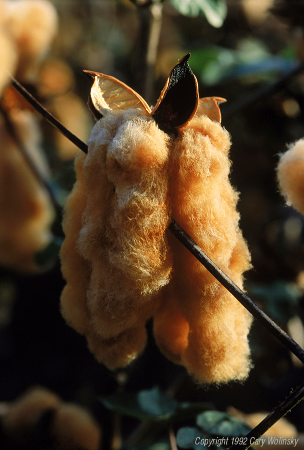 Cotton in shades of brown, rust and tan is grown in places of original domestication of cotton, Peru, Ecuador and Mexico. 
