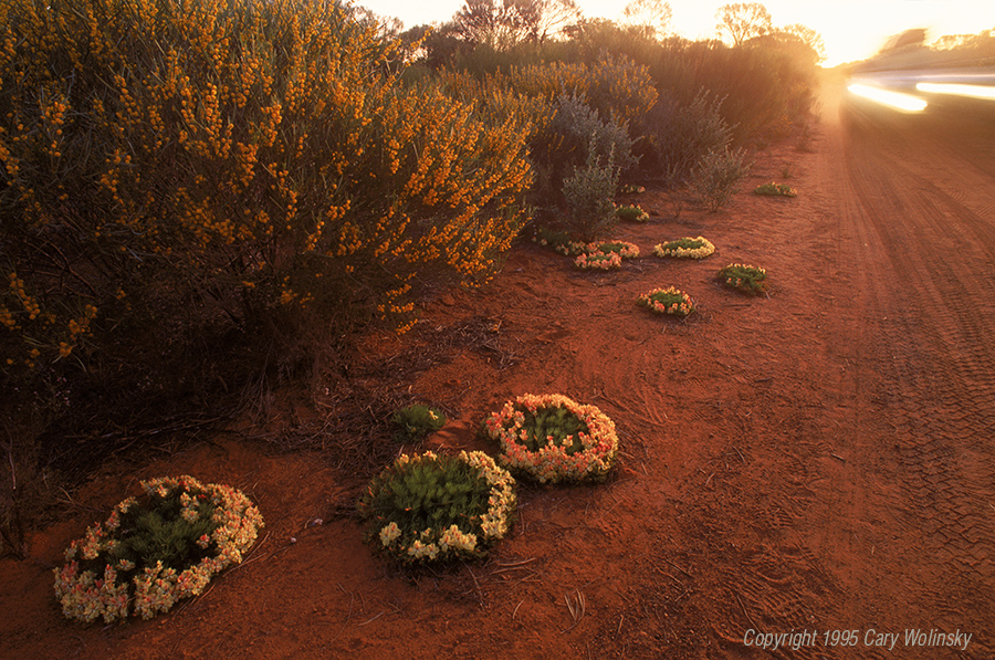 Wreath Flowers, Lechenaultia macrantha, on a track at Tallering Station. These crazy looking plants send runners out from a center point until a full circle is formed.