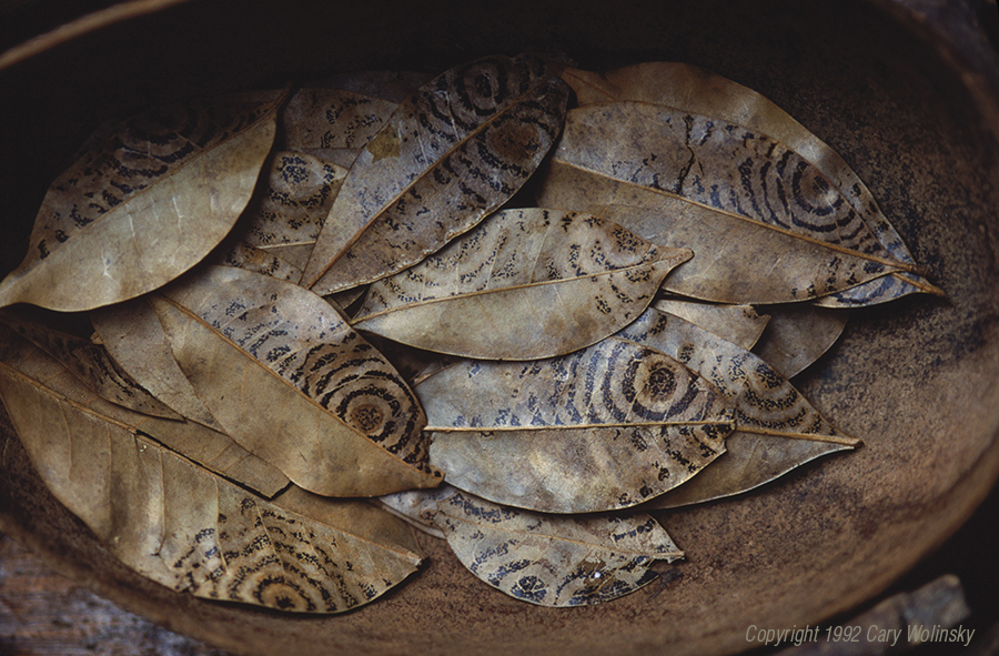 An infusion made from fungus infected leaves is used by the Kuna Indians of Panama to bath their eyes in the hope of inspiring ideas for designs in the appliqué work they do. 