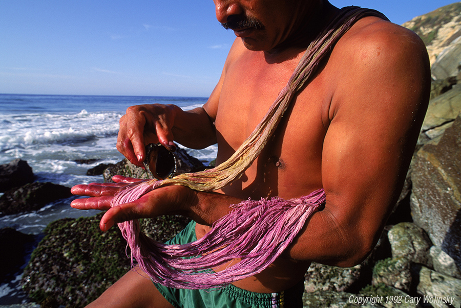 Bernardino Bautista dying cotton using a Purpura patula pansa, a shell fish plucked from the the shore of Cerro Hermoso, Mexico. 