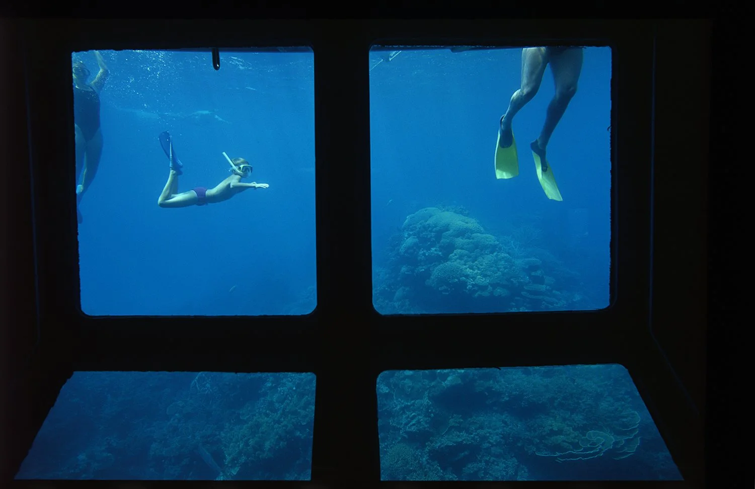 Great Barrier Reef Swimming
