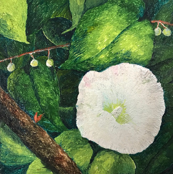 MORNIGN GLORY, 2019