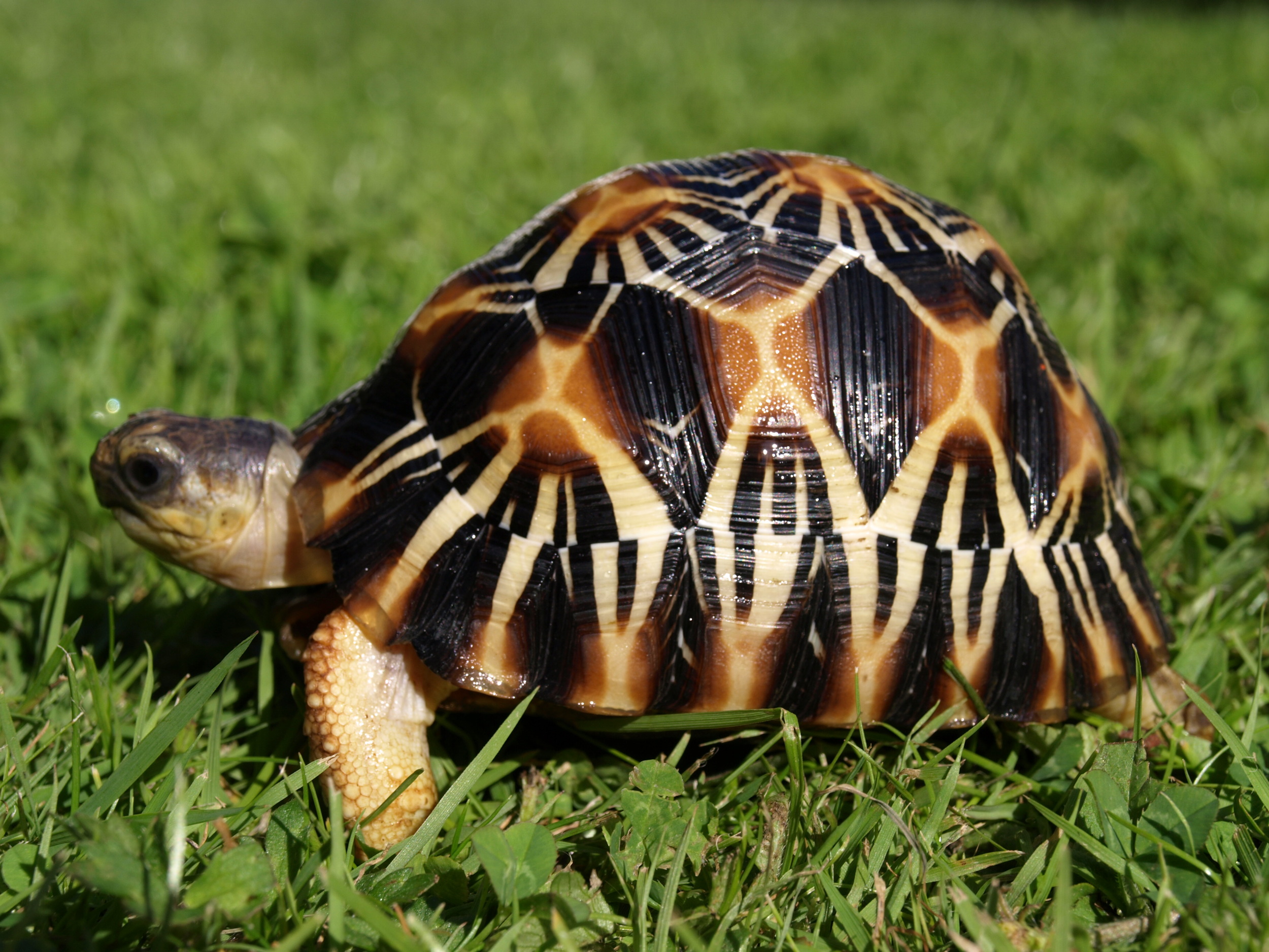 What Is The Life Of A Radiated Tortoise? – DGAI