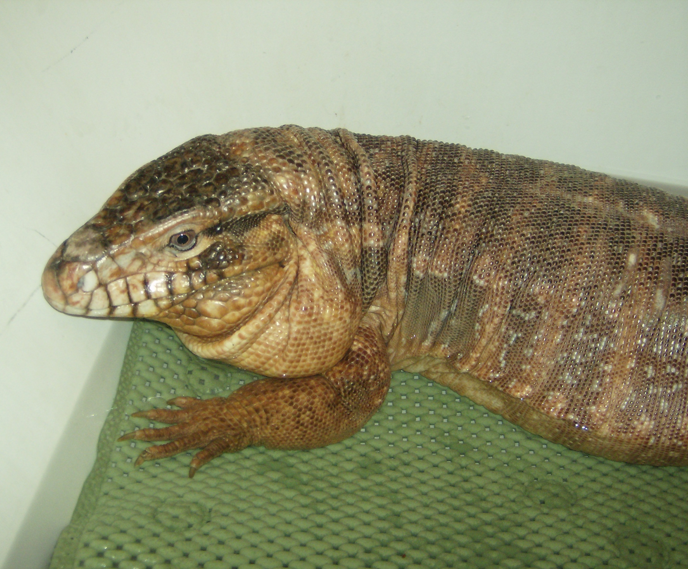 Jers Reptiles 089.jpg