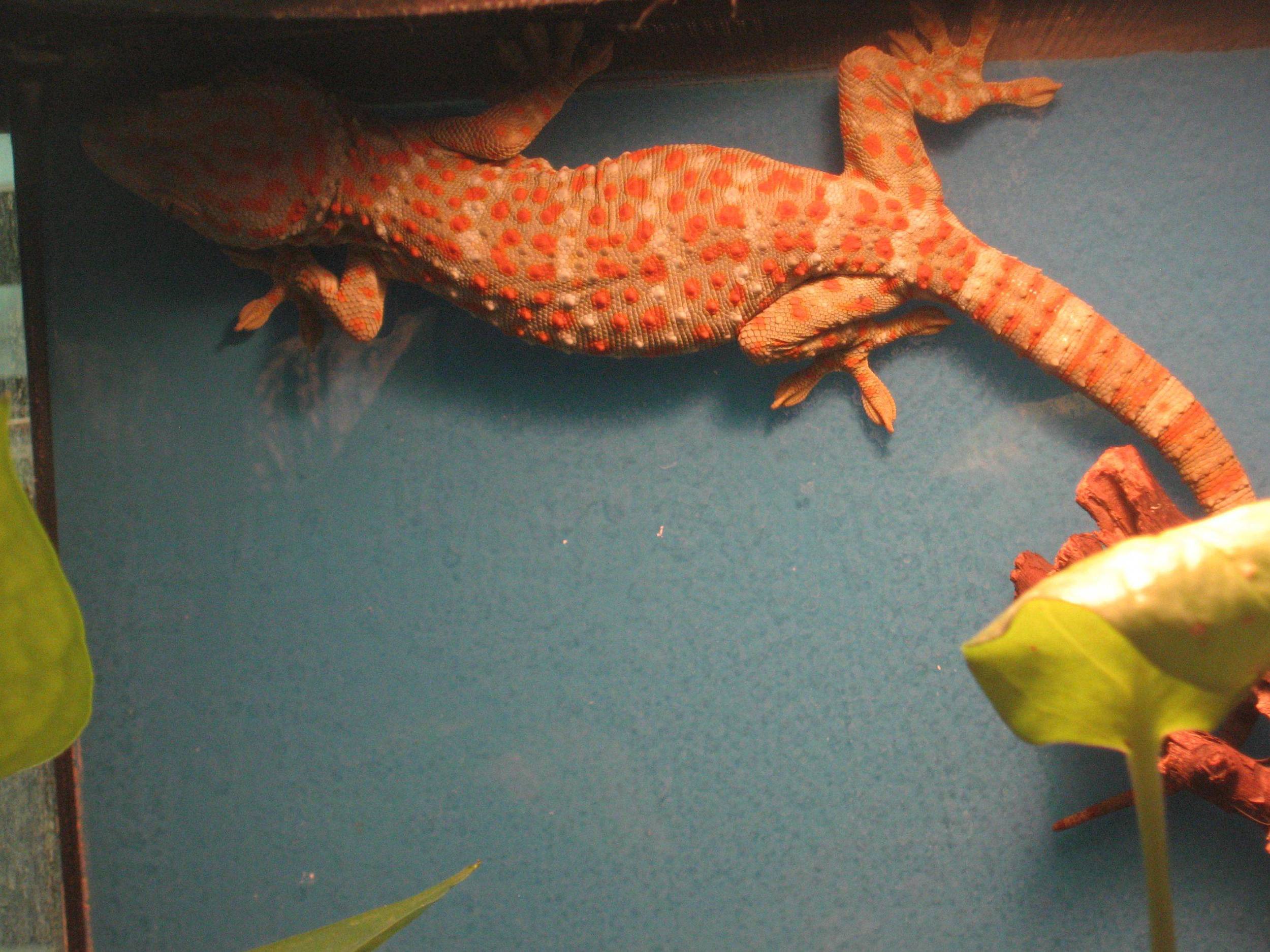 03 - Tokay Gecko.jpg