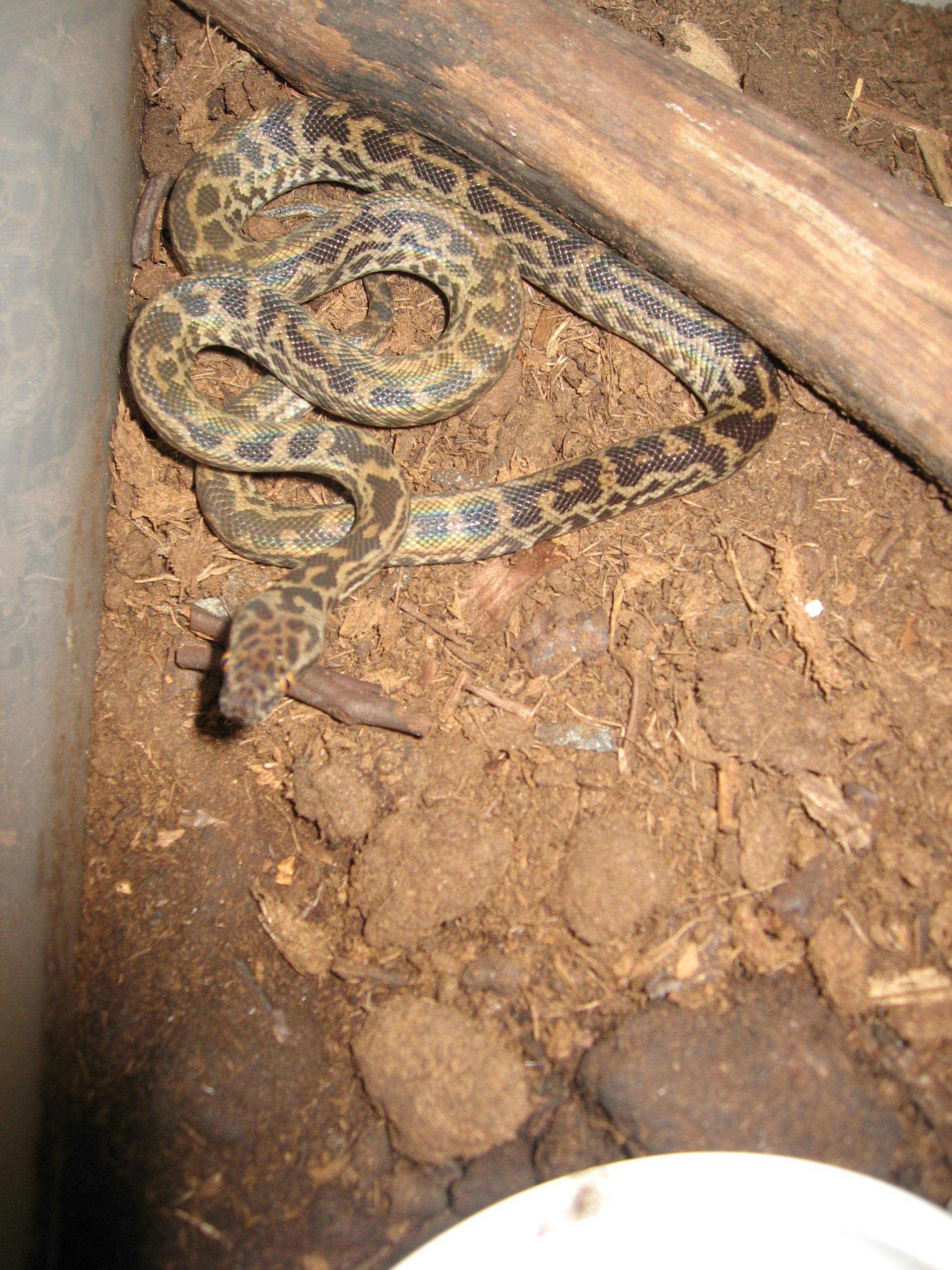 07 - Spotted python.jpg