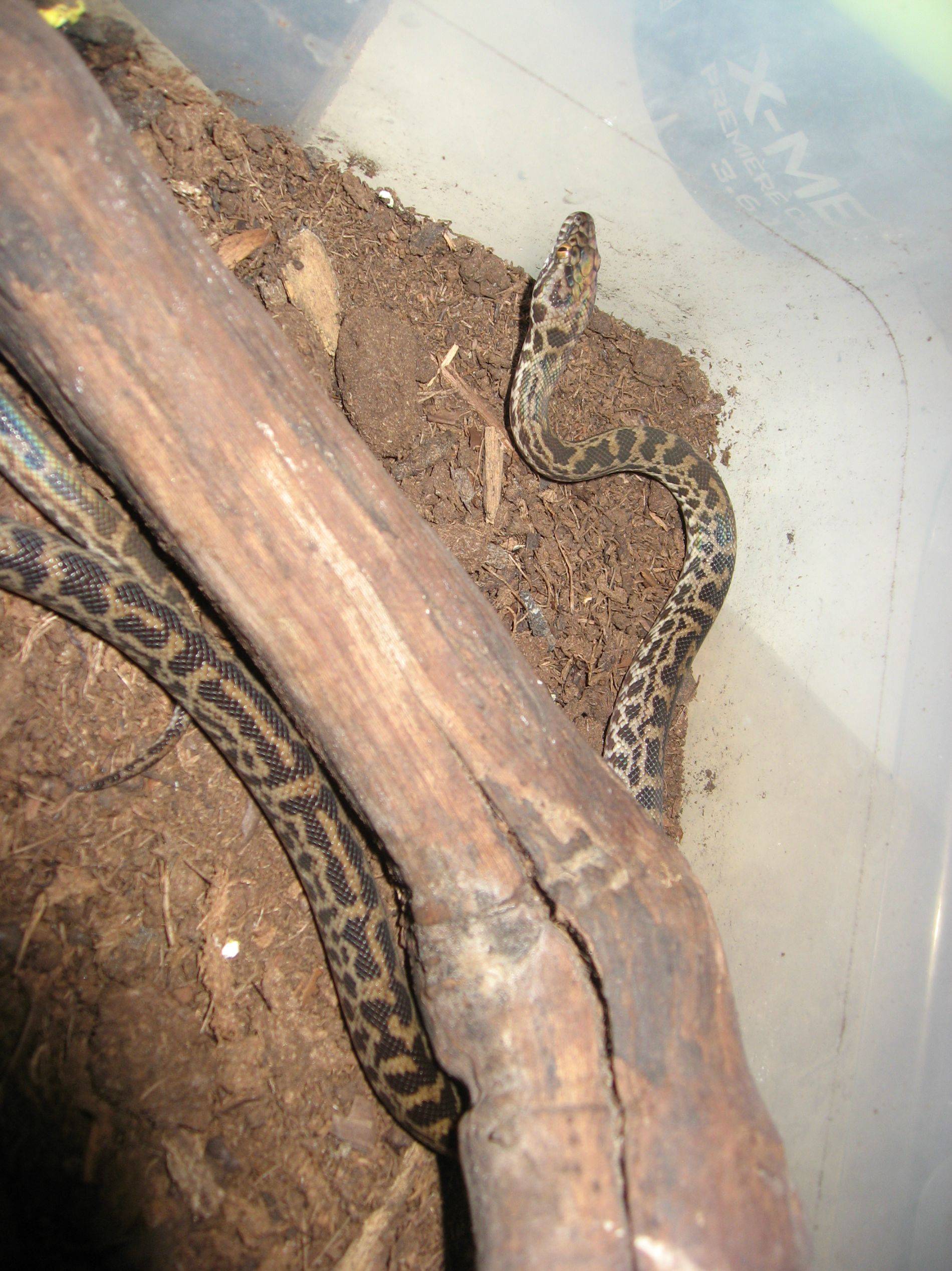 08 - spotted python.jpg