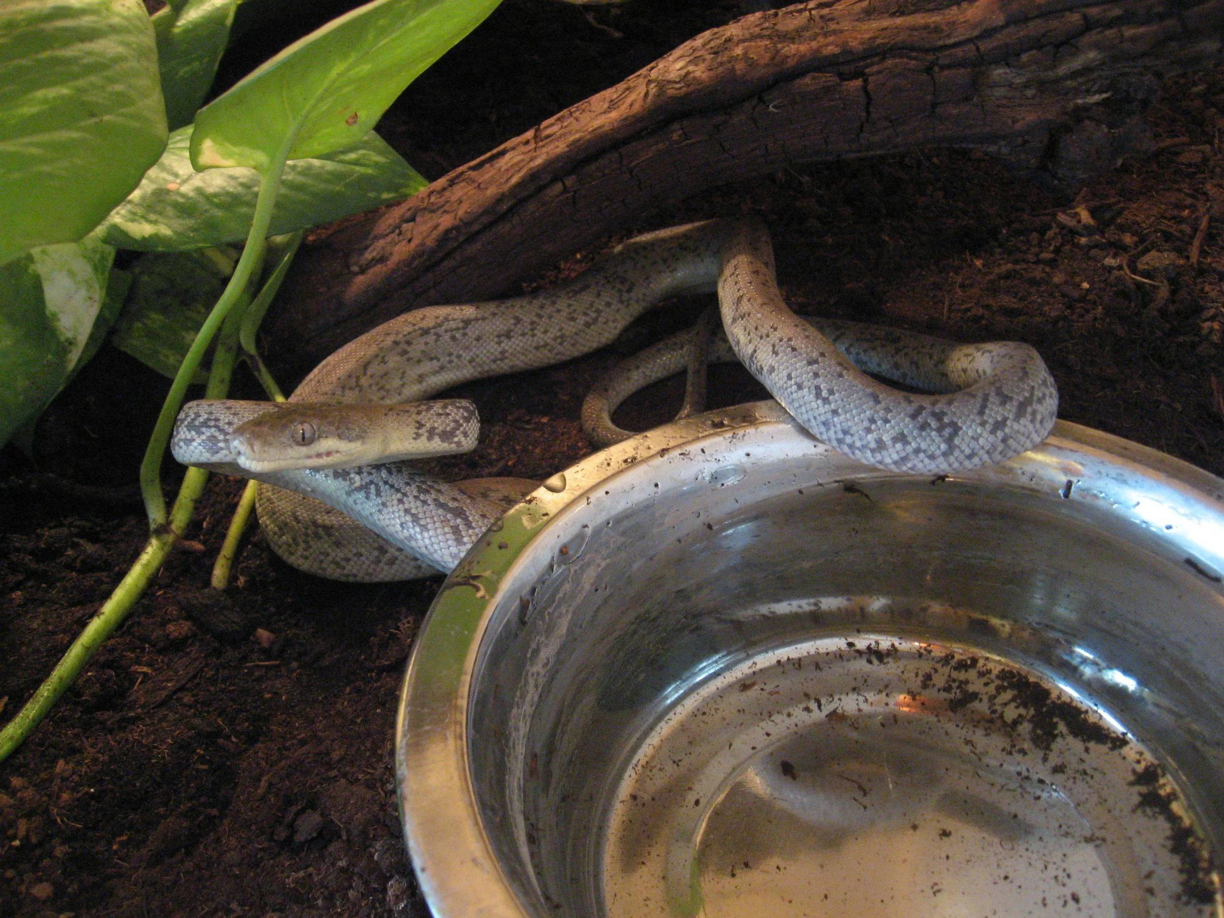 20 - macklot python.jpg