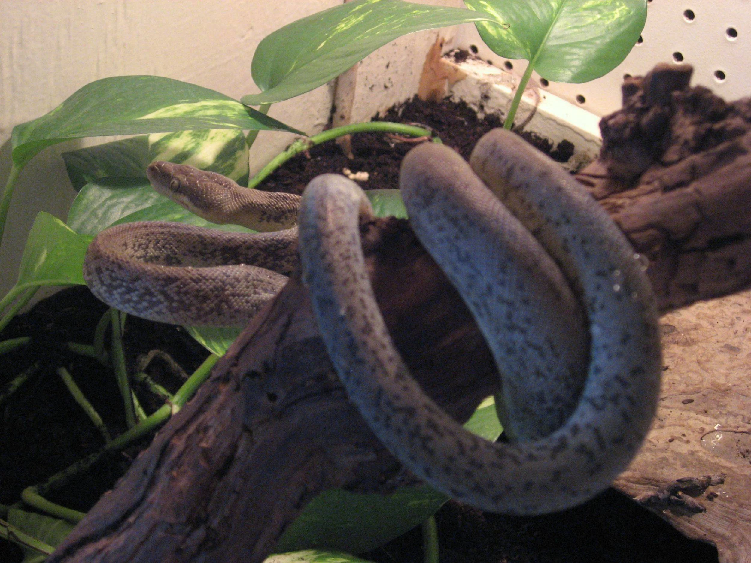 21 - macklot python.jpg