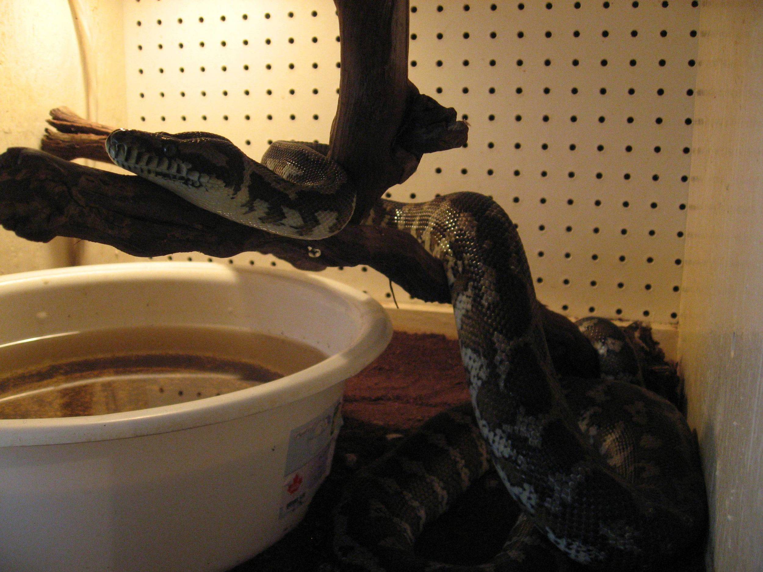 26 - carpet python.jpg