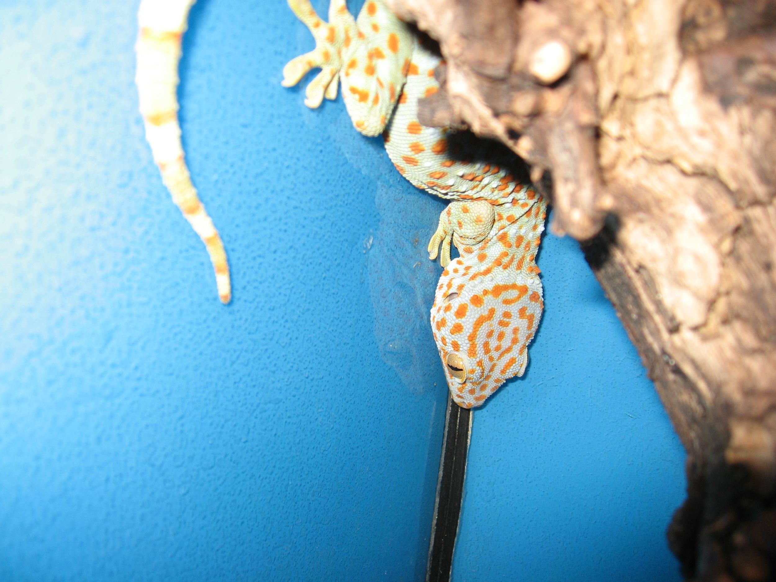 39 - tokay gecko.jpg