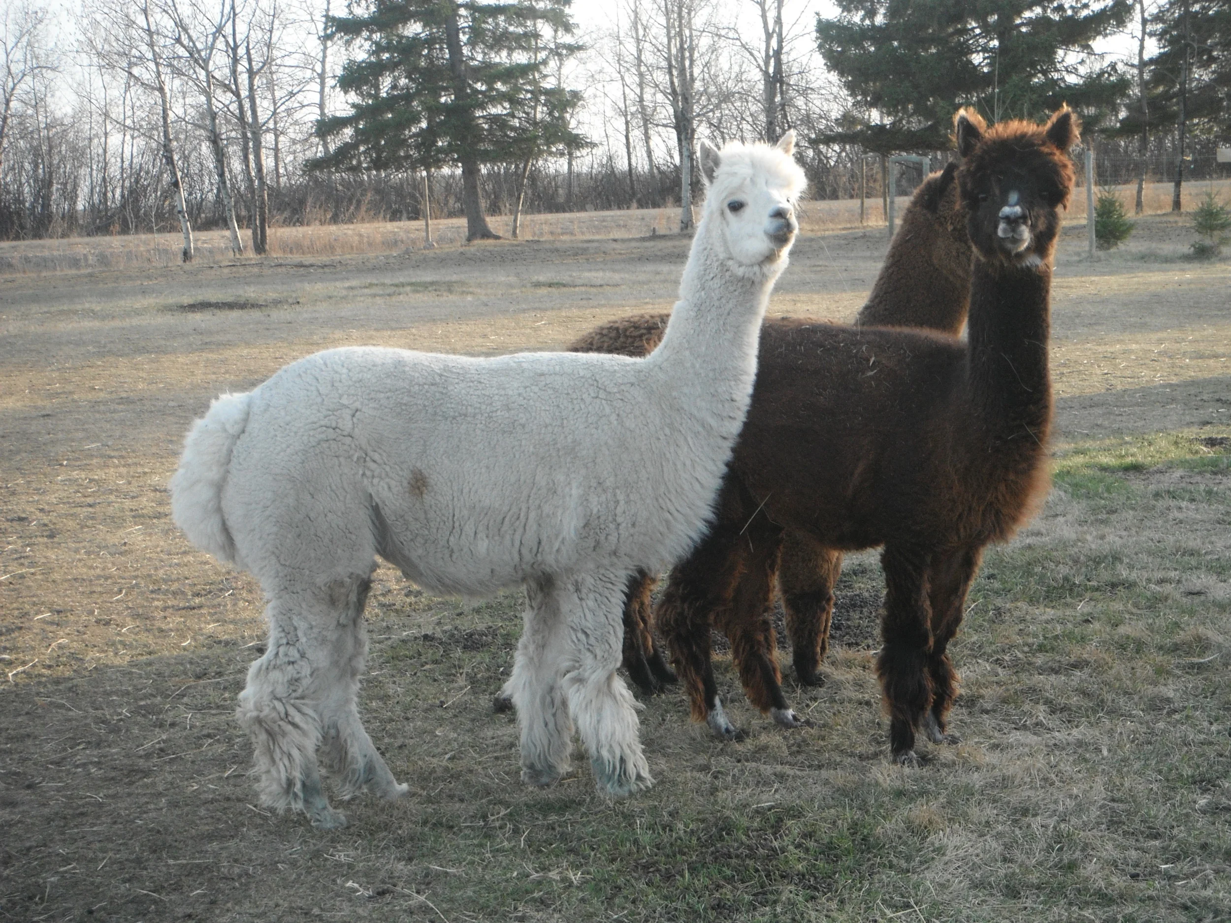 Diva and Odyssey.JPG